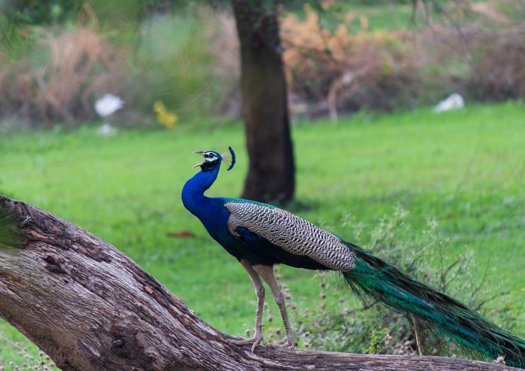 peacock pictures in rain