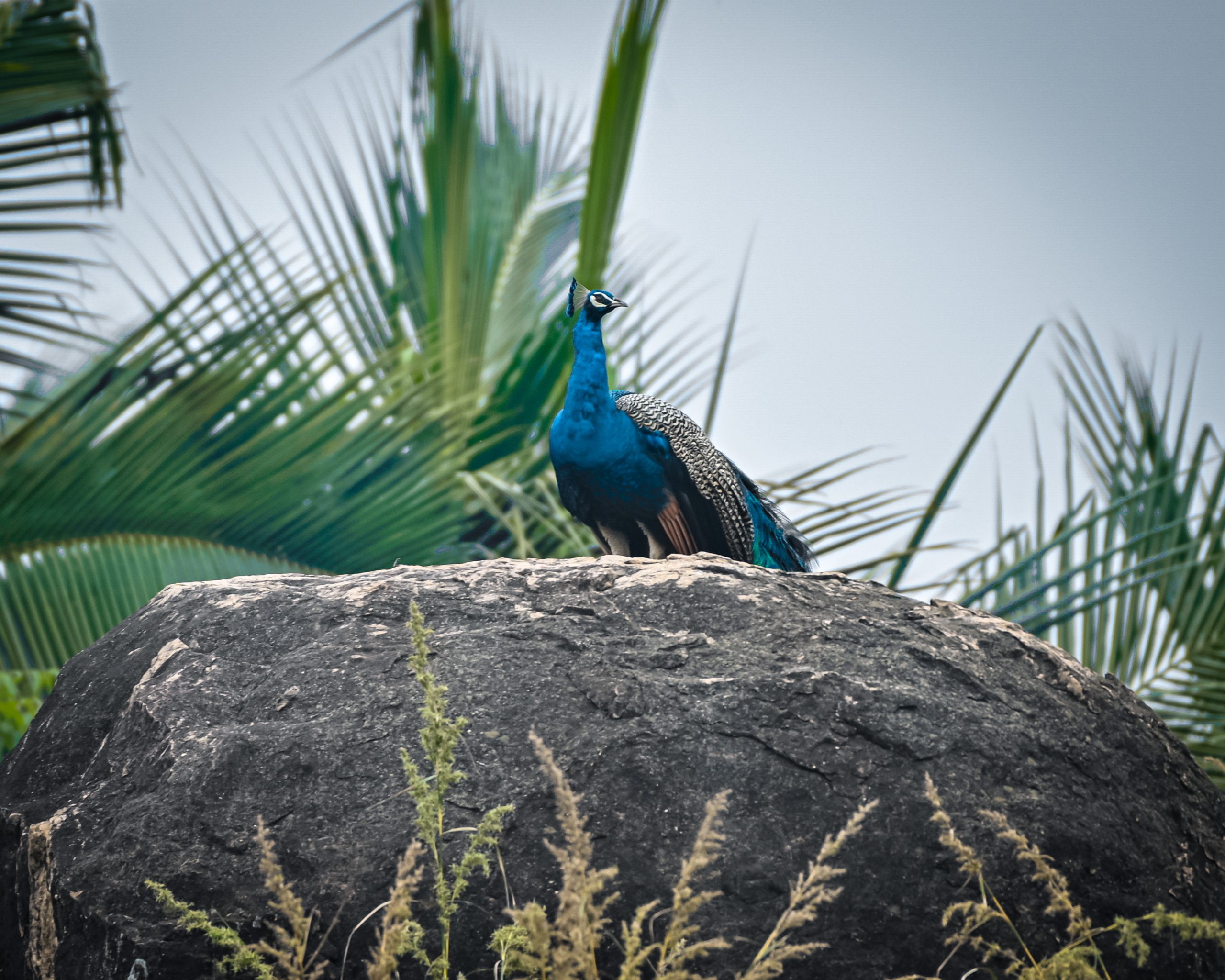 Beautiful peacock sitting on the rock