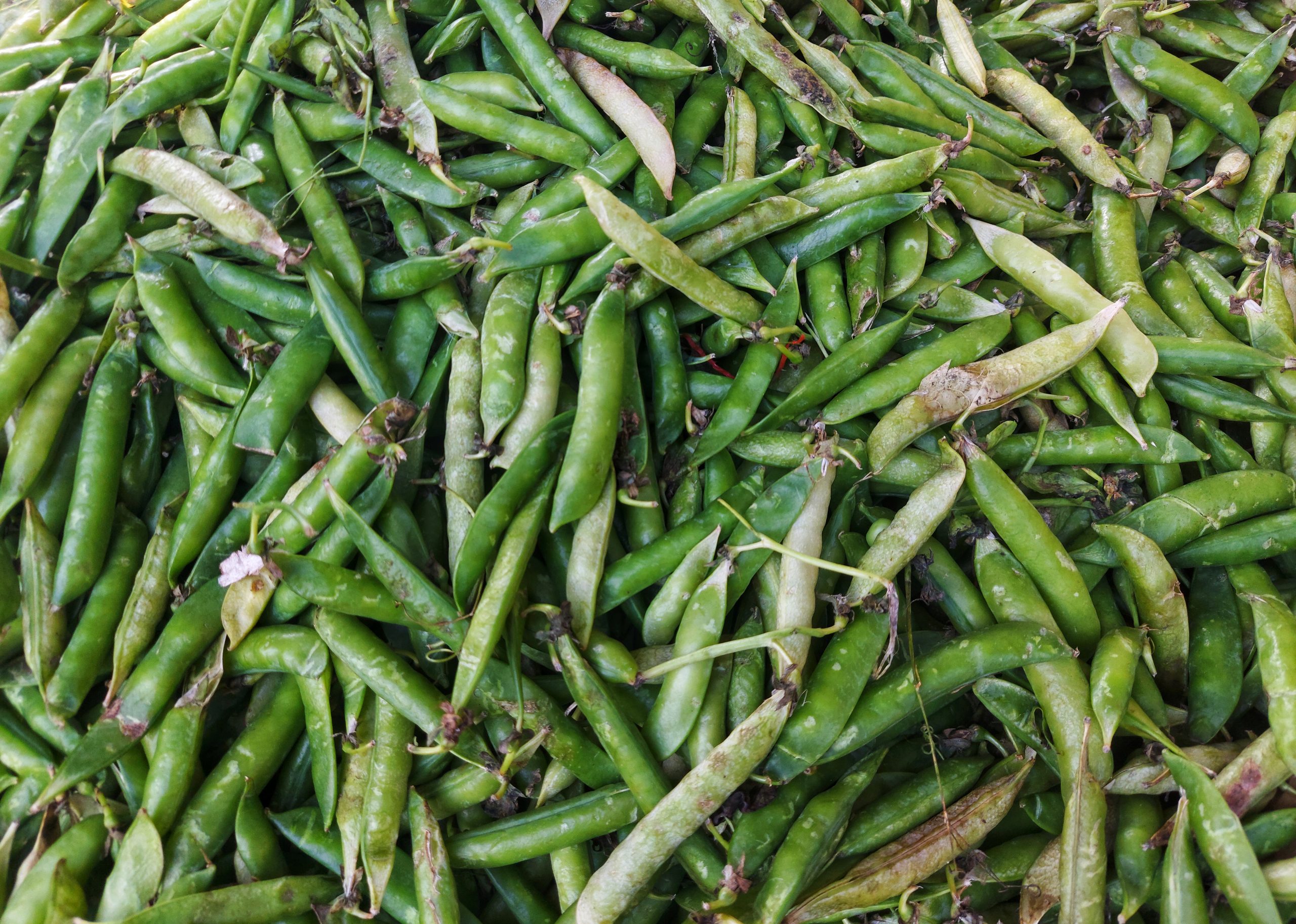green peas vegetable