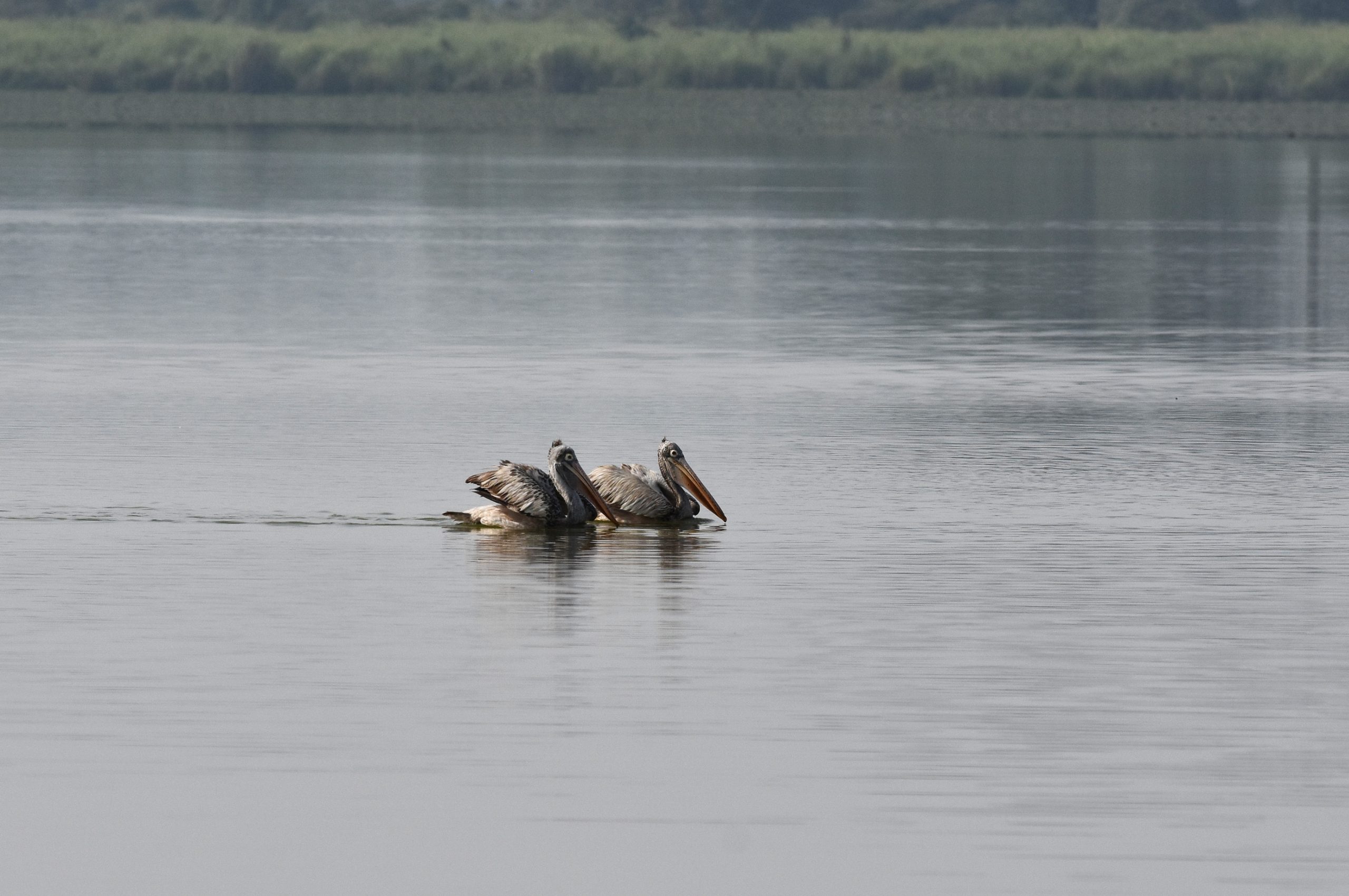 Pelicans in lake