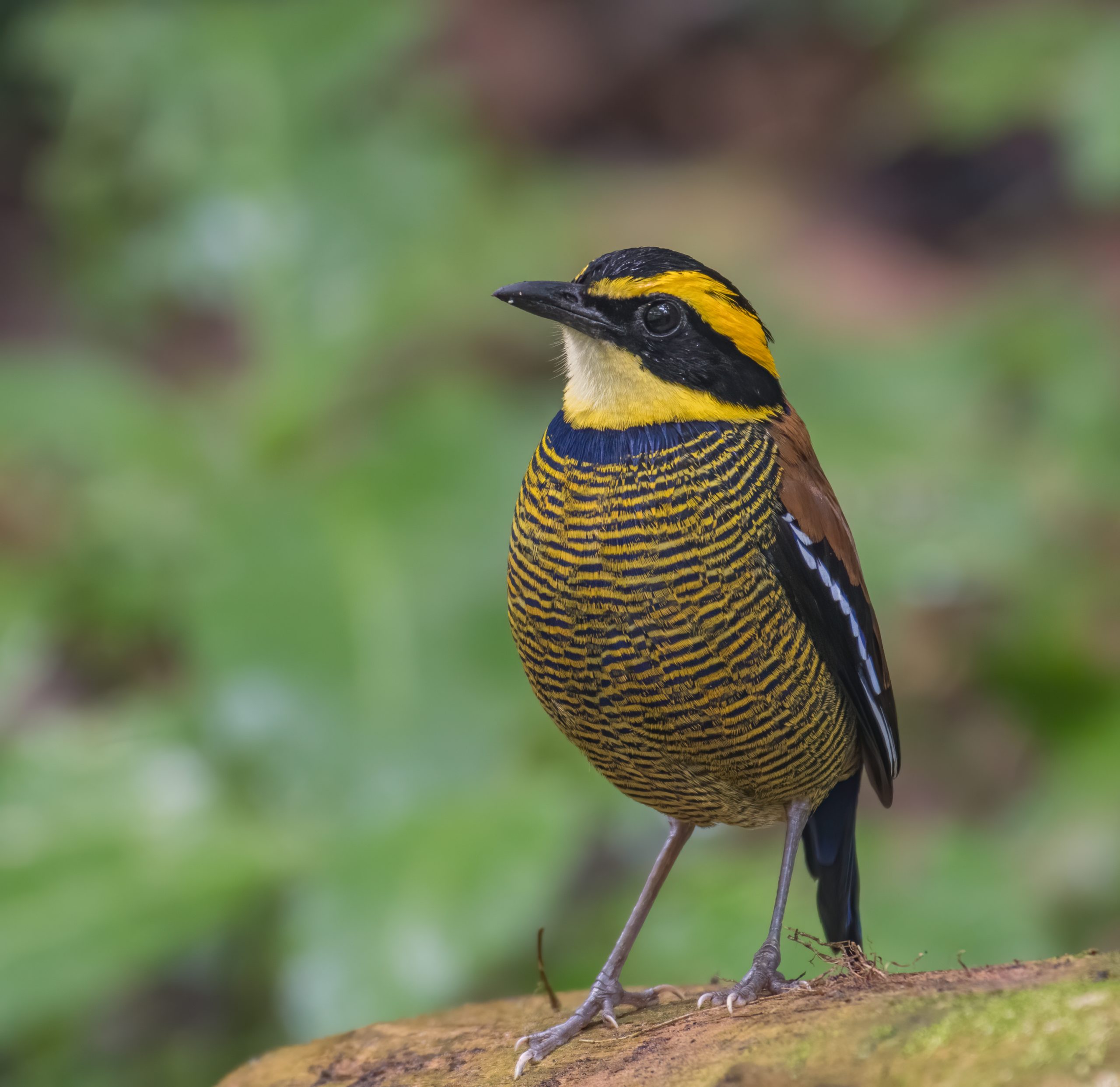 Perching Javan banded pitta