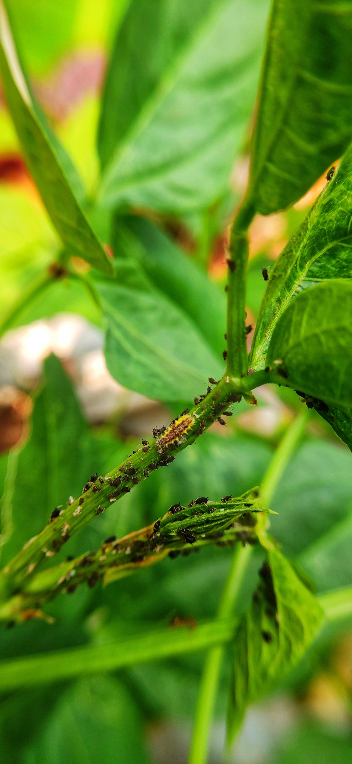 Insects on a plant - PixaHive