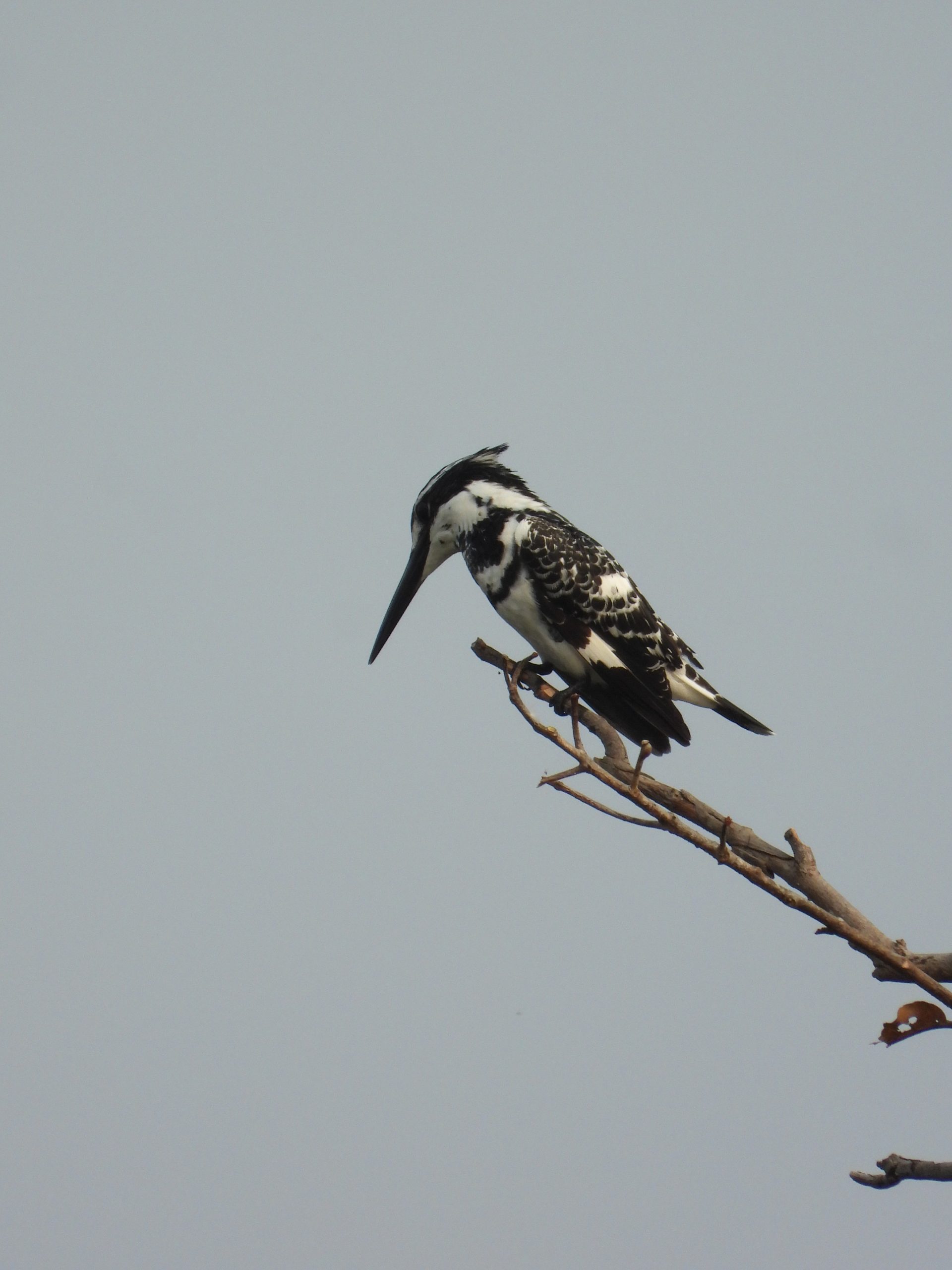 A pied kingfisher