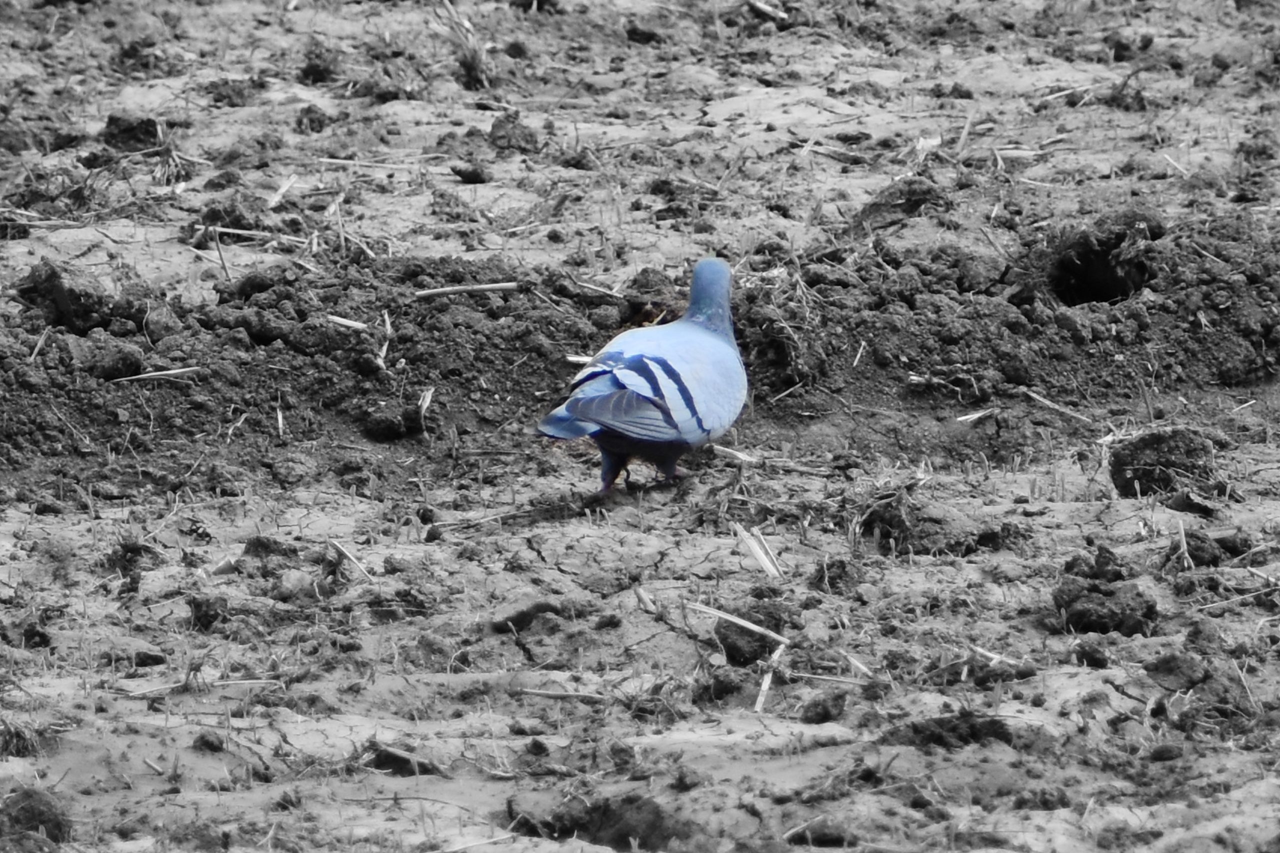 A pigeon on a field