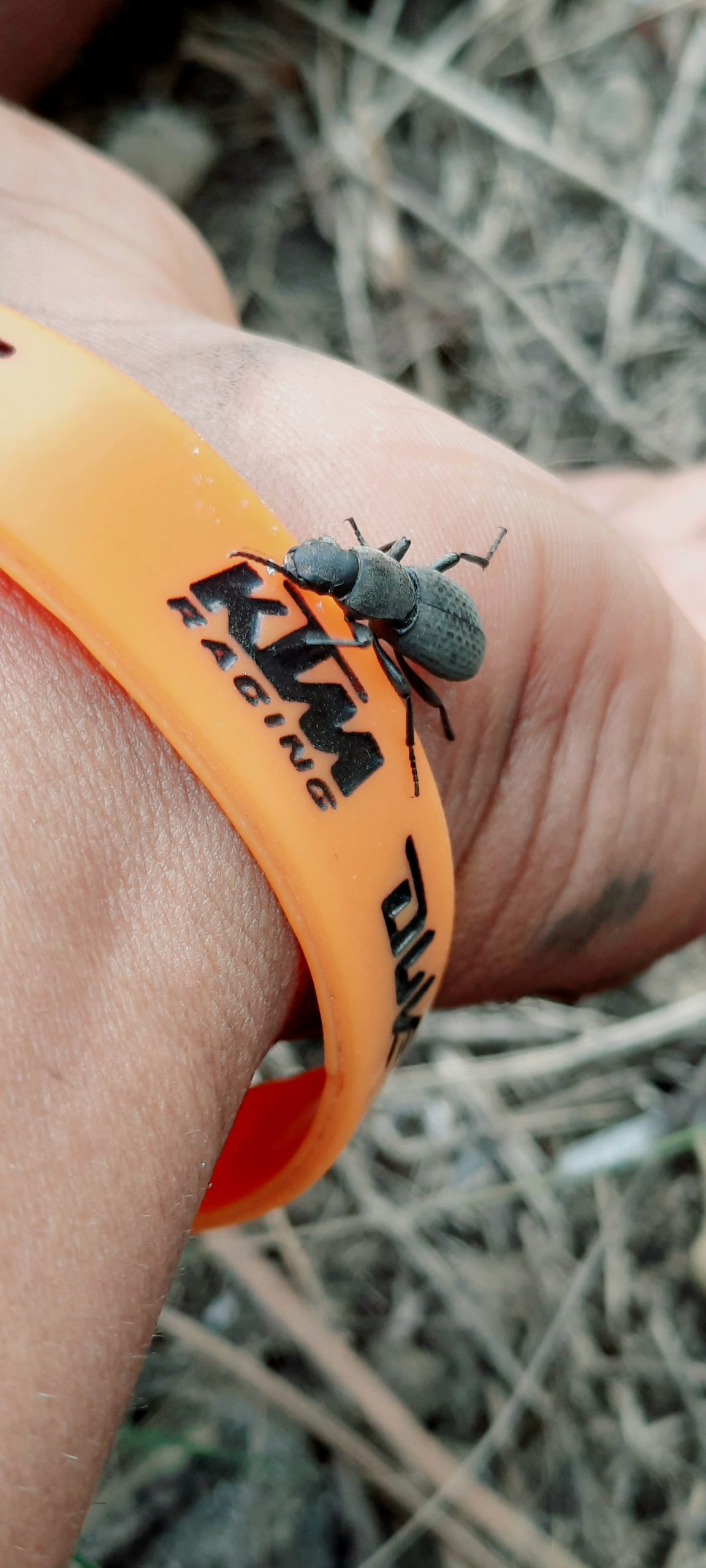 Pinacate beetle on a hand