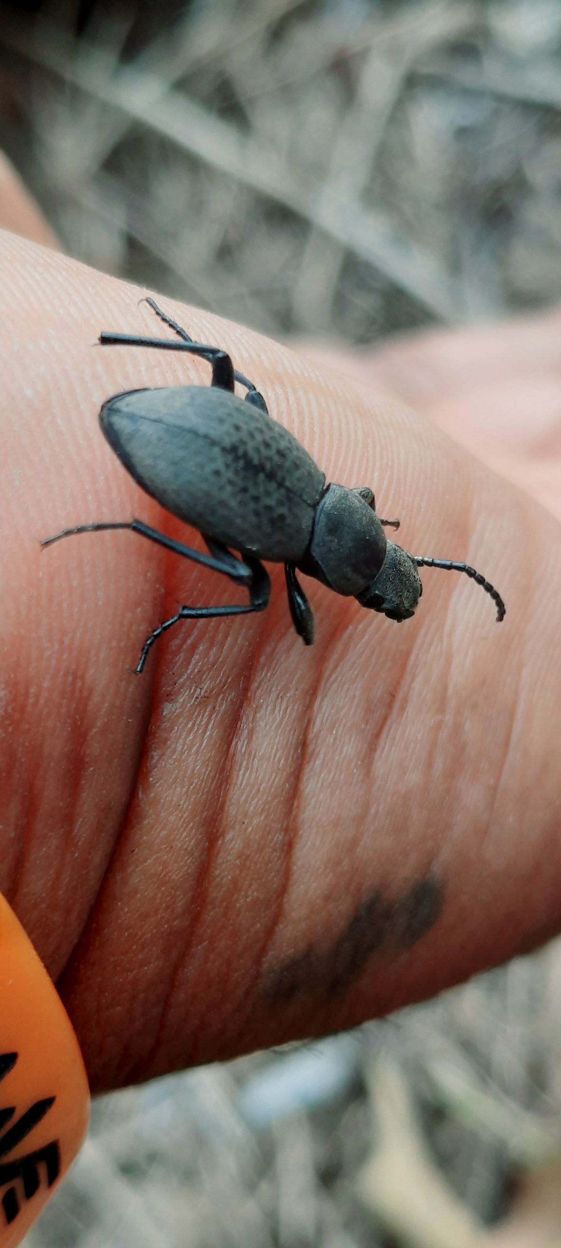 Pinacate beetle on human skin