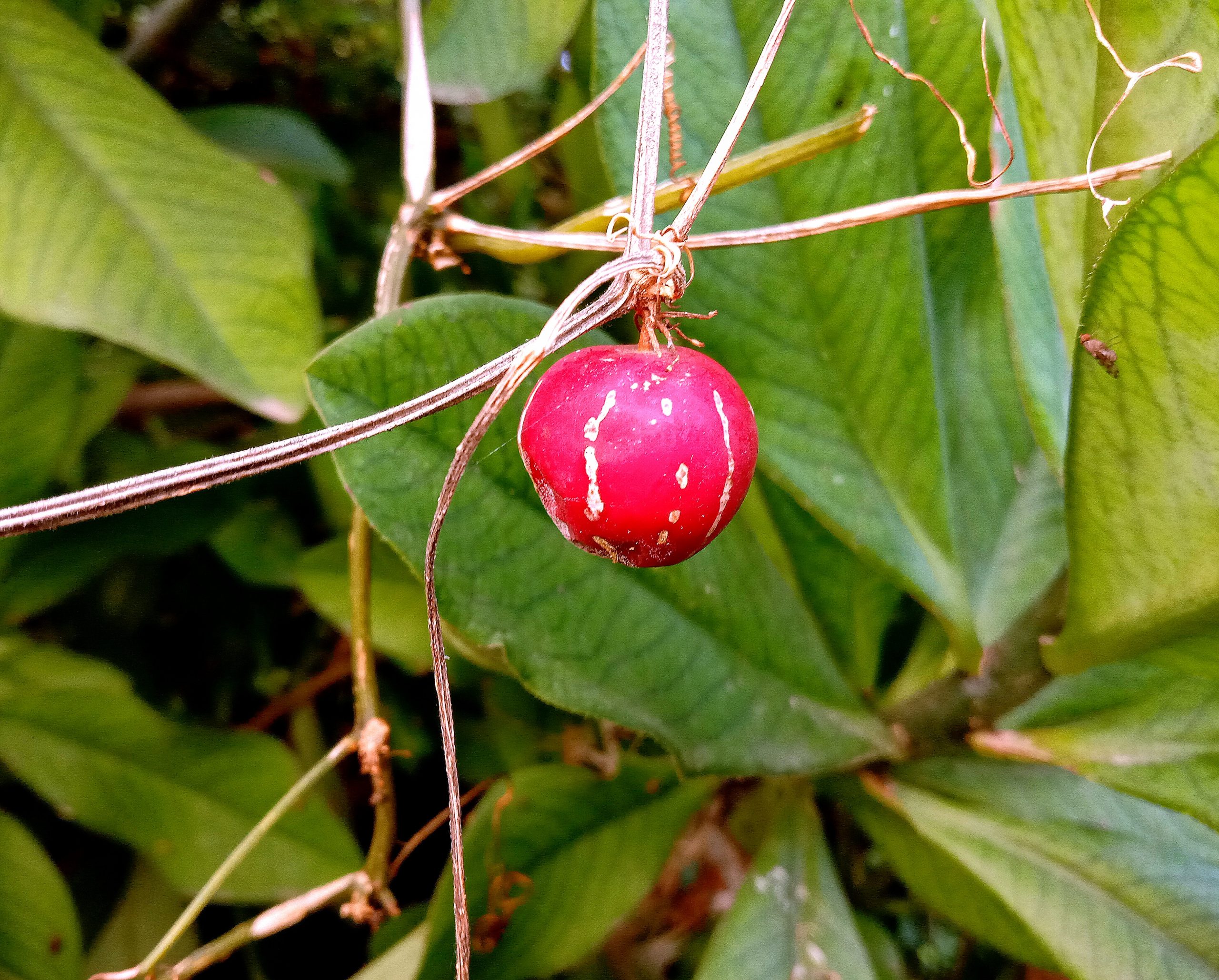 Pink fruit on plant
