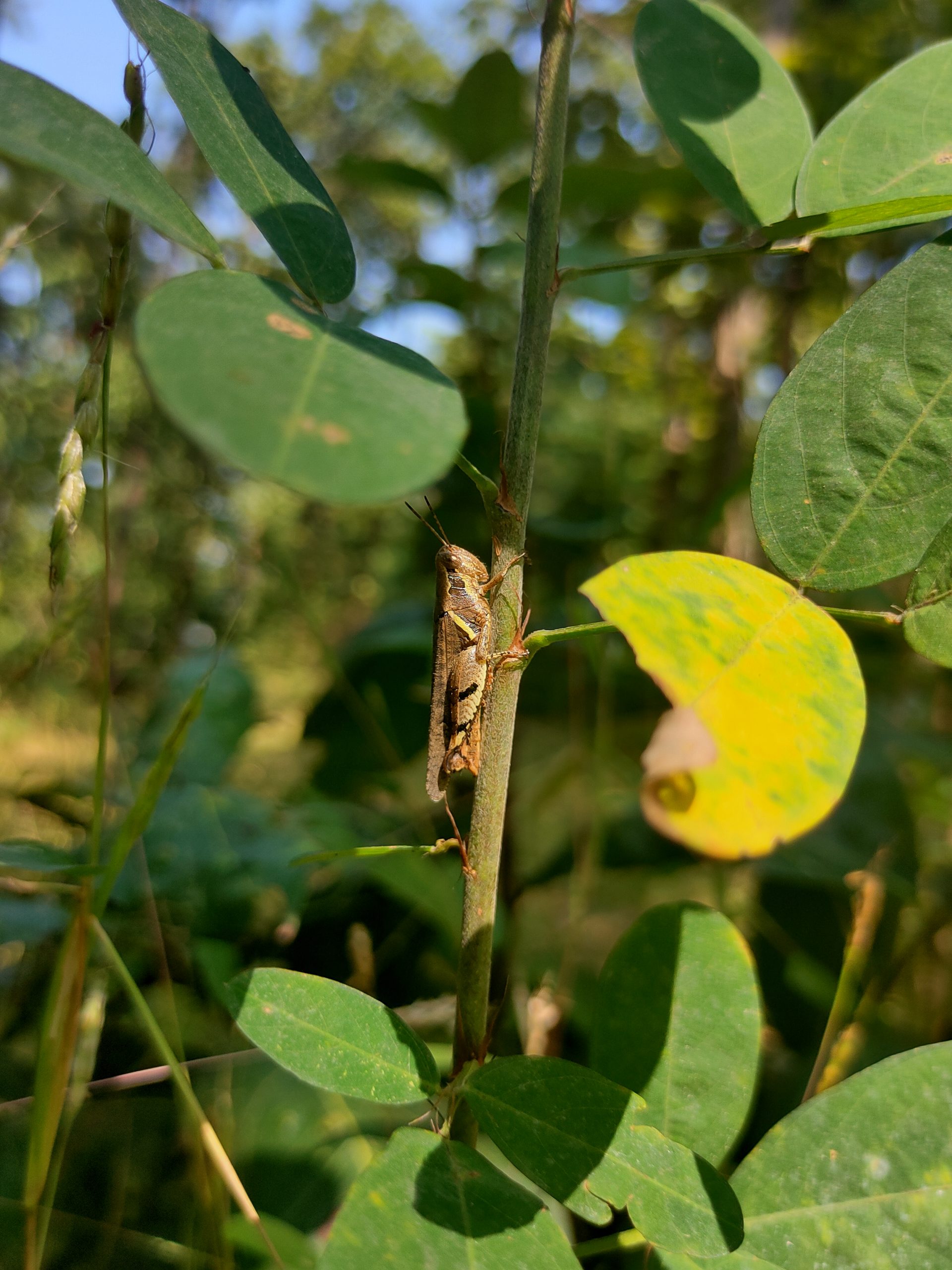 Grasshopper on plant stem