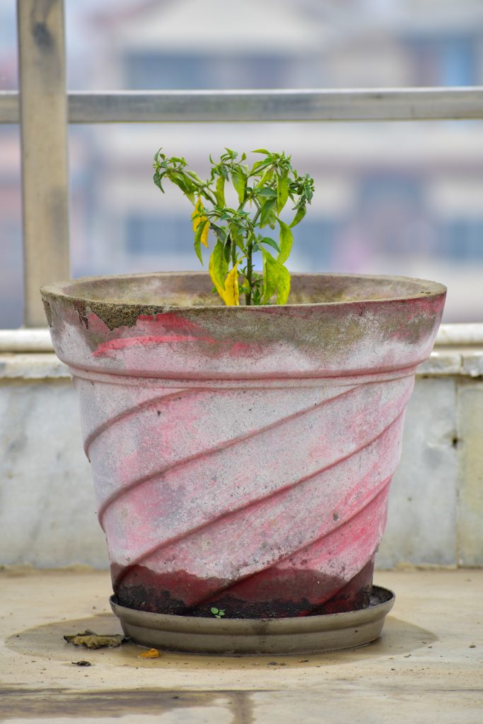 Plant in concrete pot PixaHive