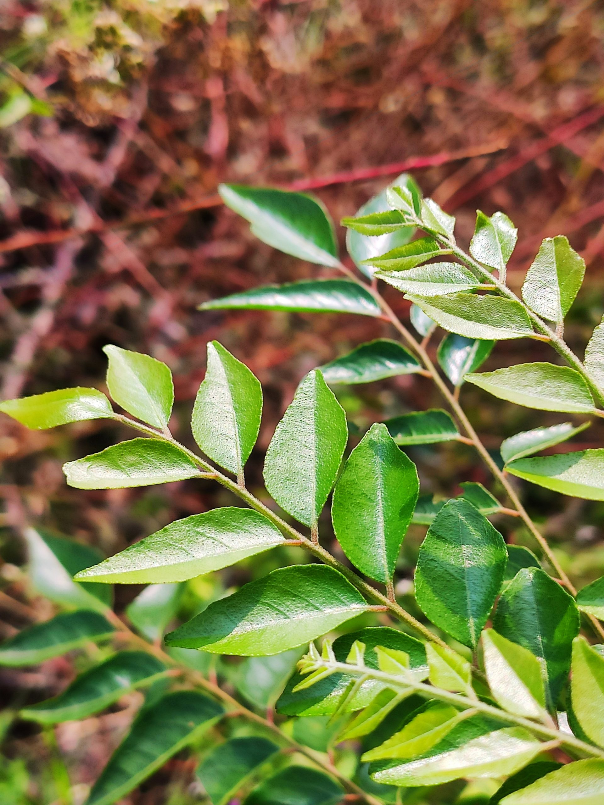 Plant leaf