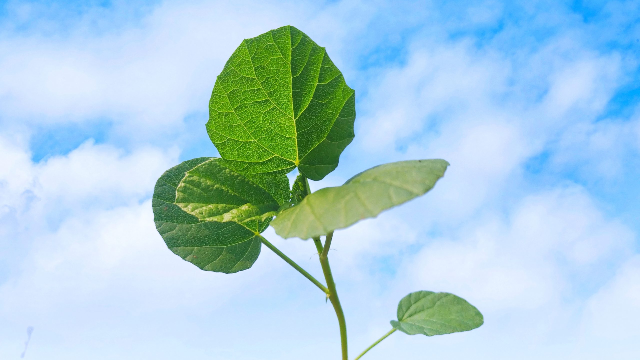 Leaves of a plant