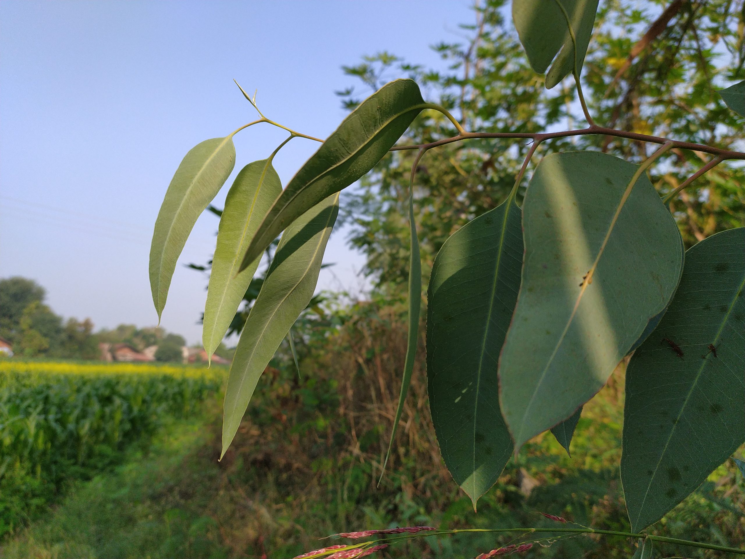 Plant leaves