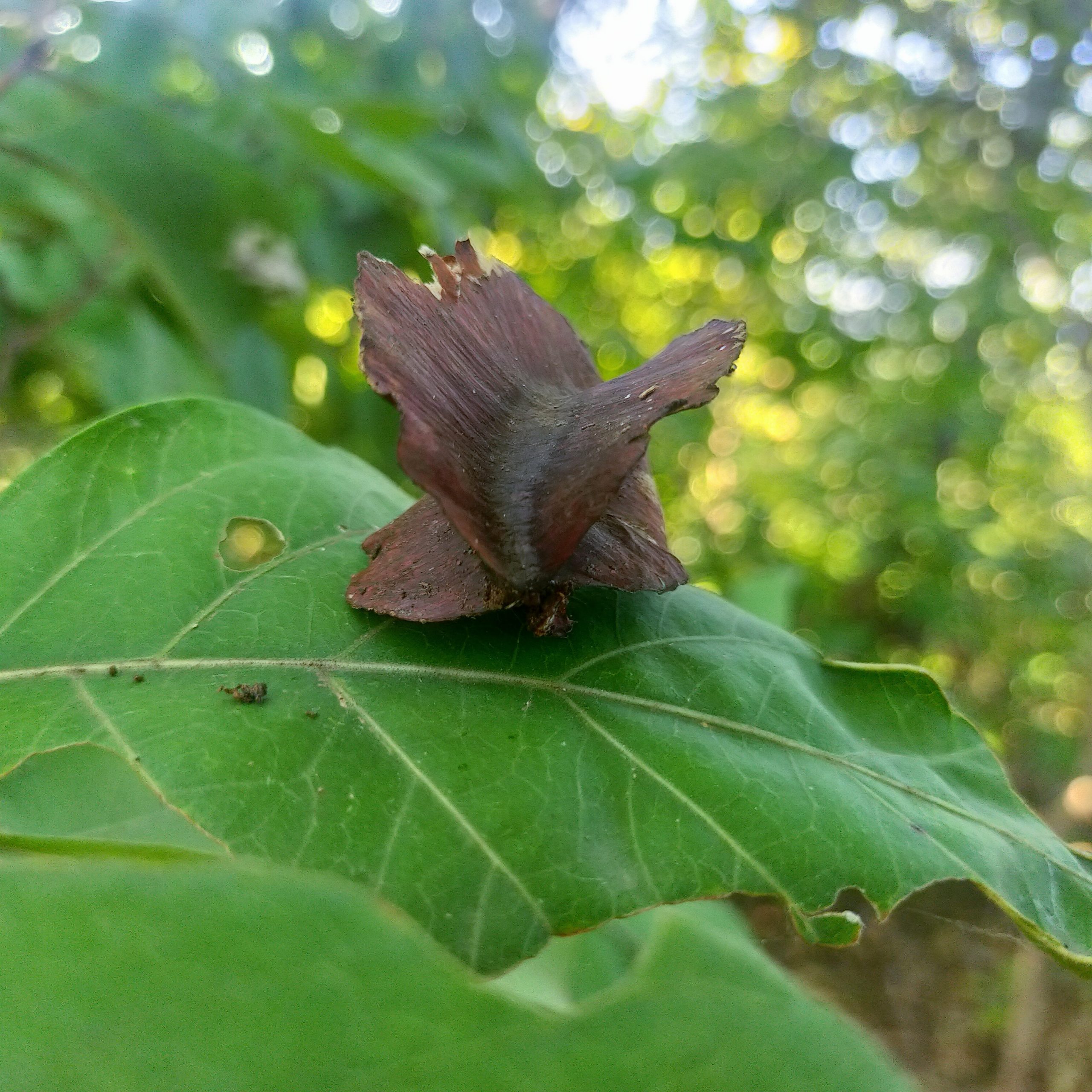 Seed on leaf