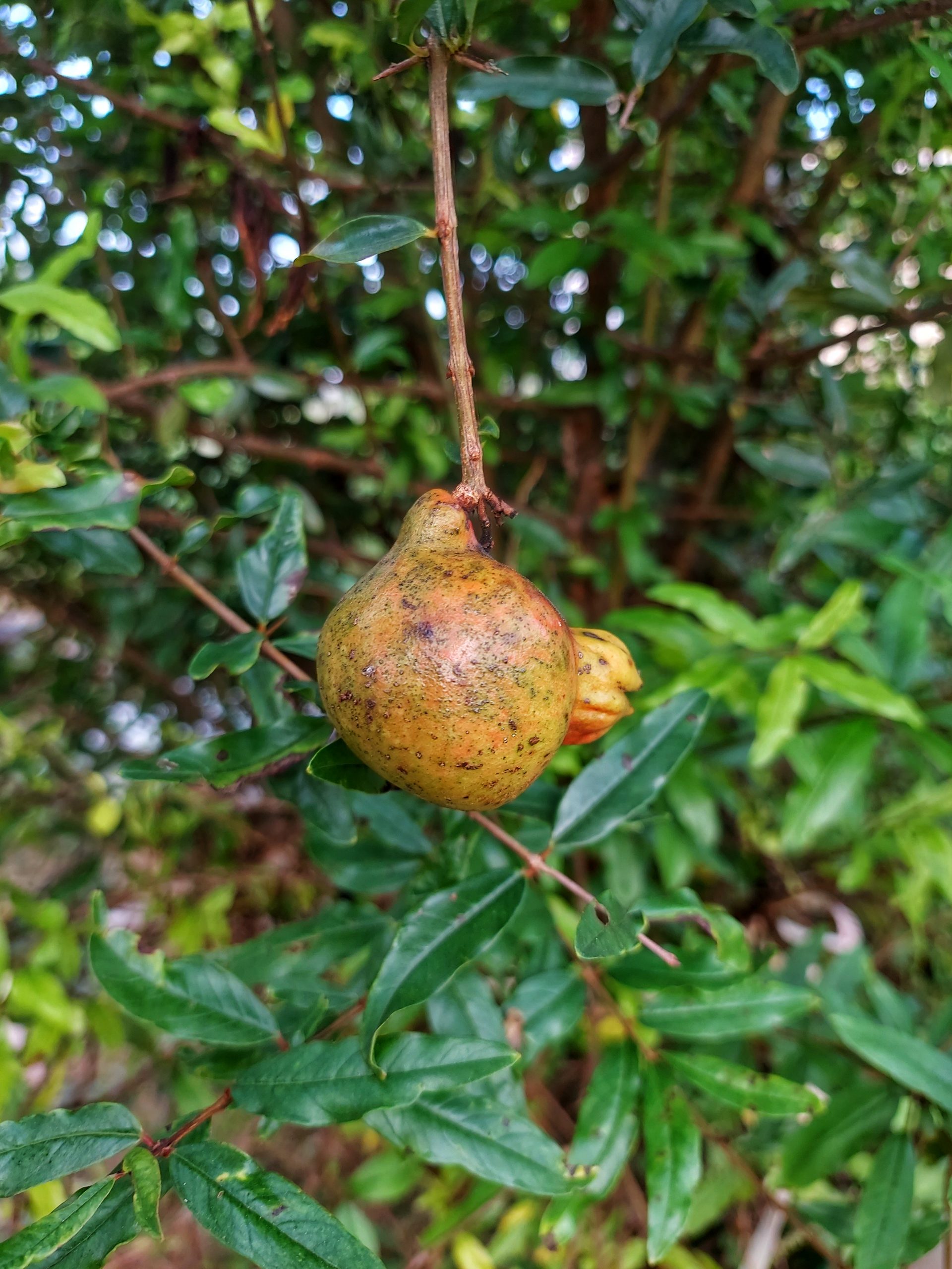 Pomegranate on plant
