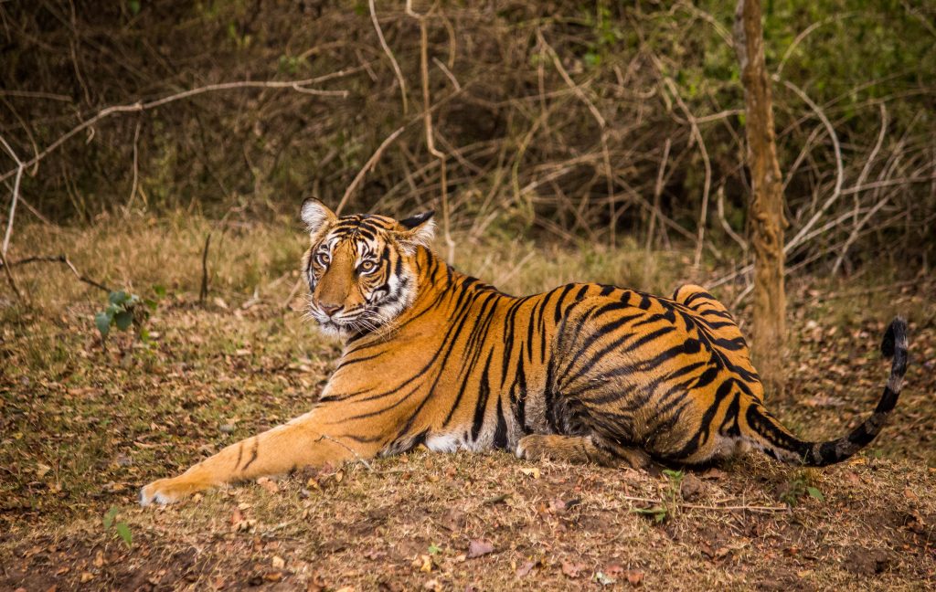 Portrait of a Female Tiger - Free Image by Pavan Prasad on PixaHive.com