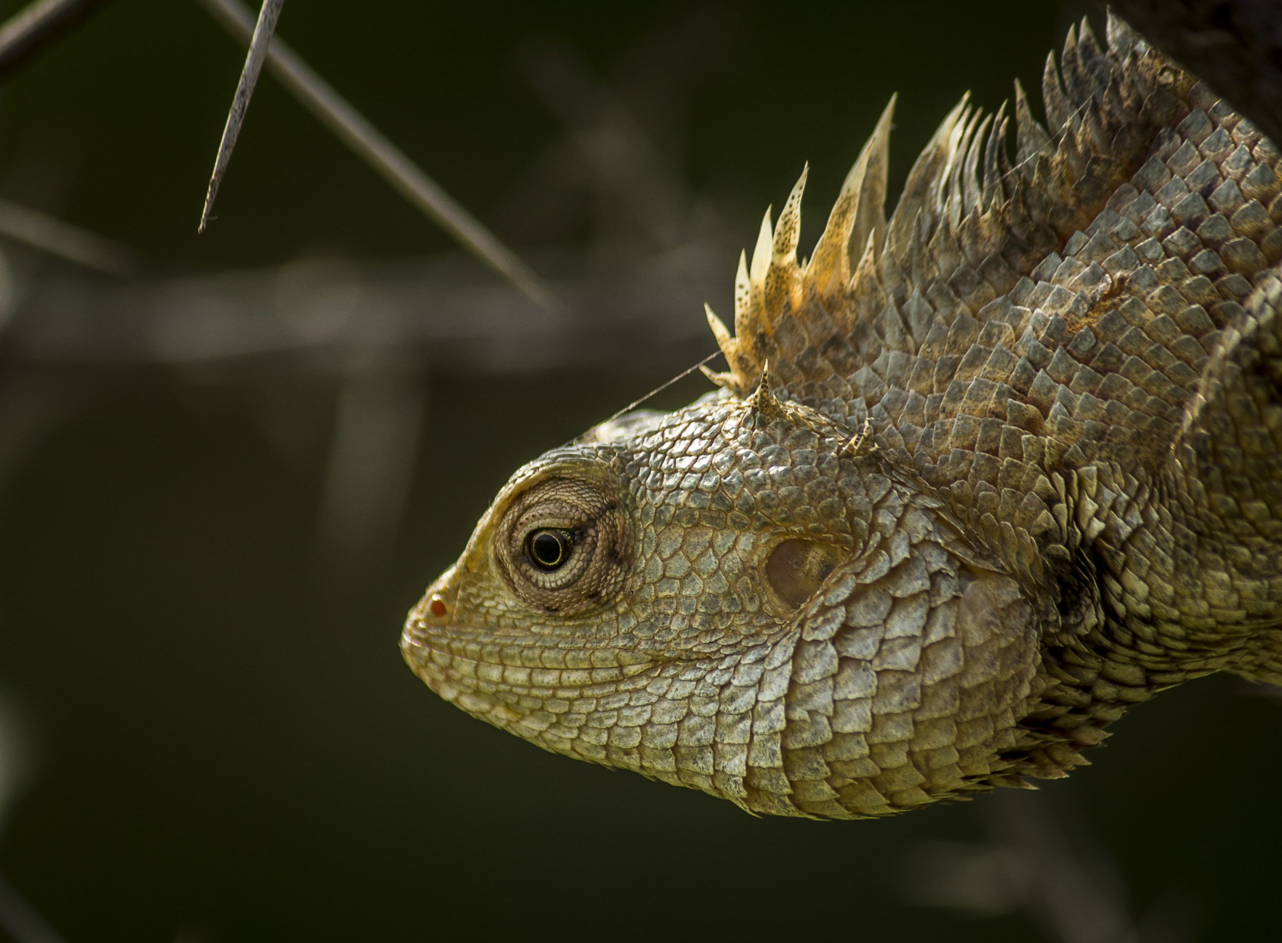 Portrait of garden lizard