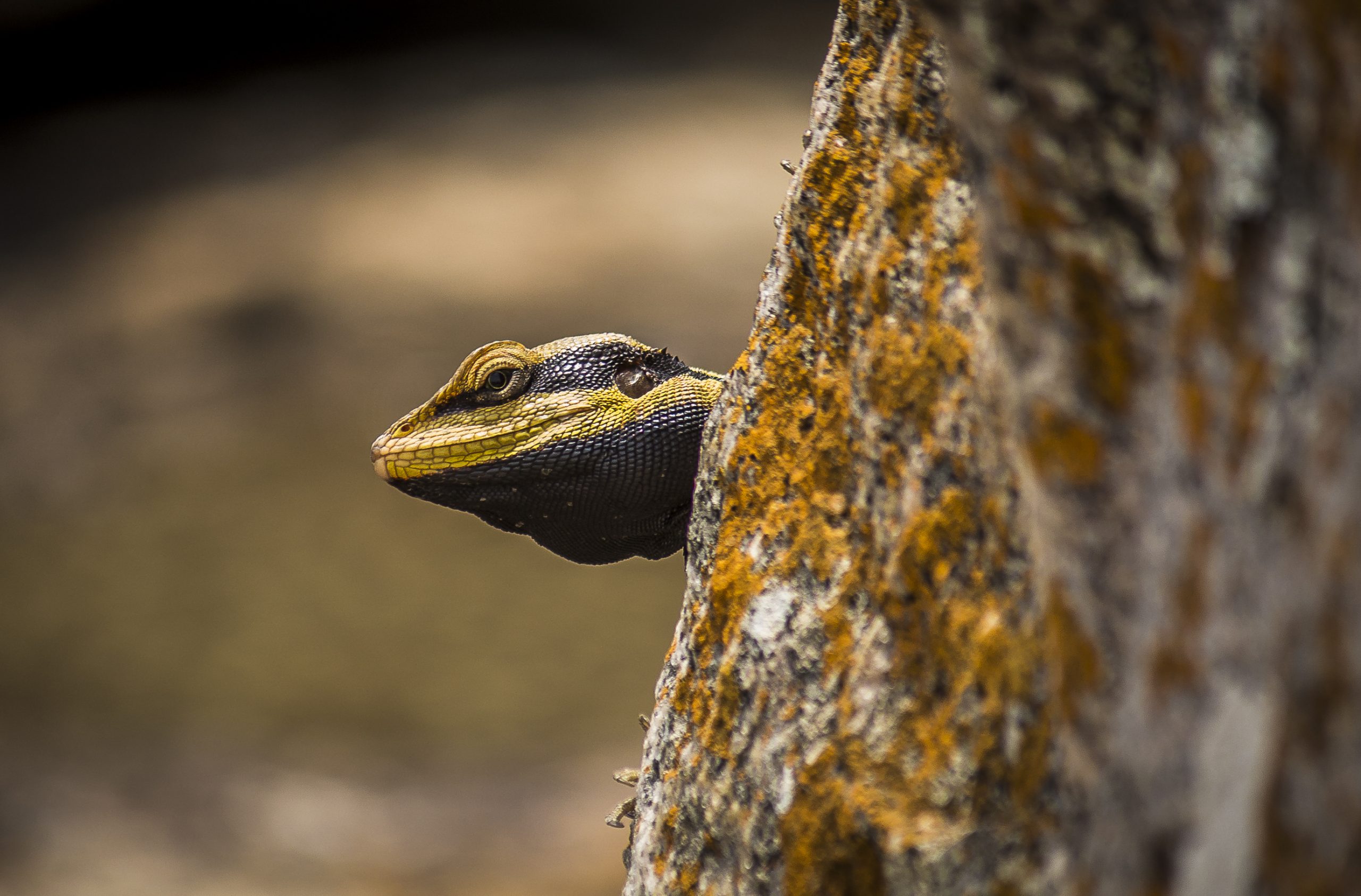 Portrait of a Garden Lizard