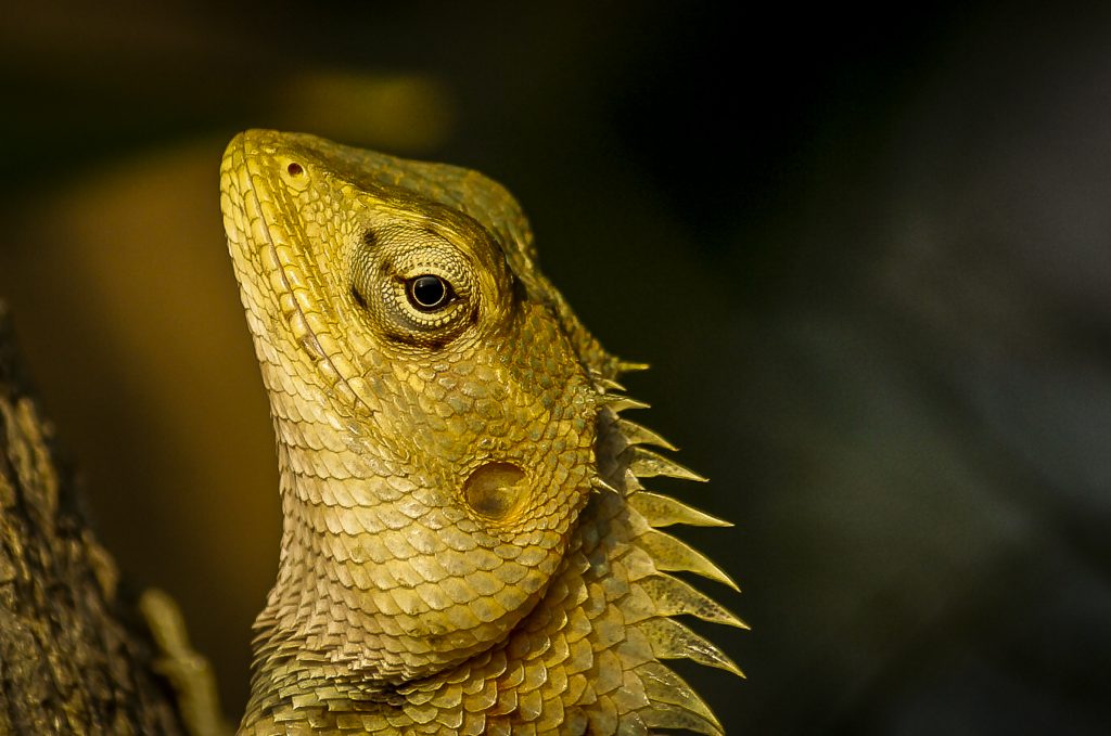 Portrait of a Garden Lizard - PixaHive