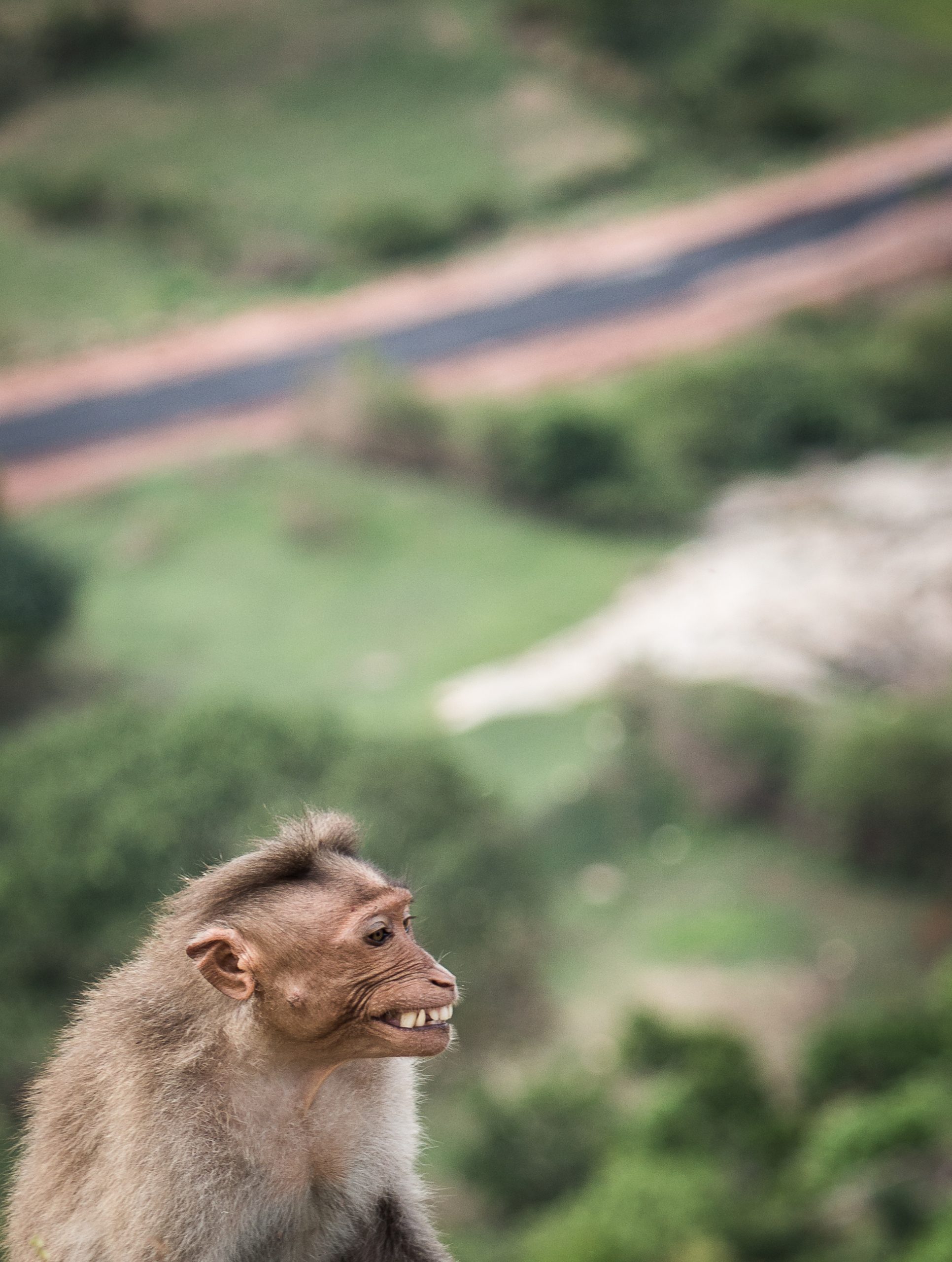 Monkey showing teeth