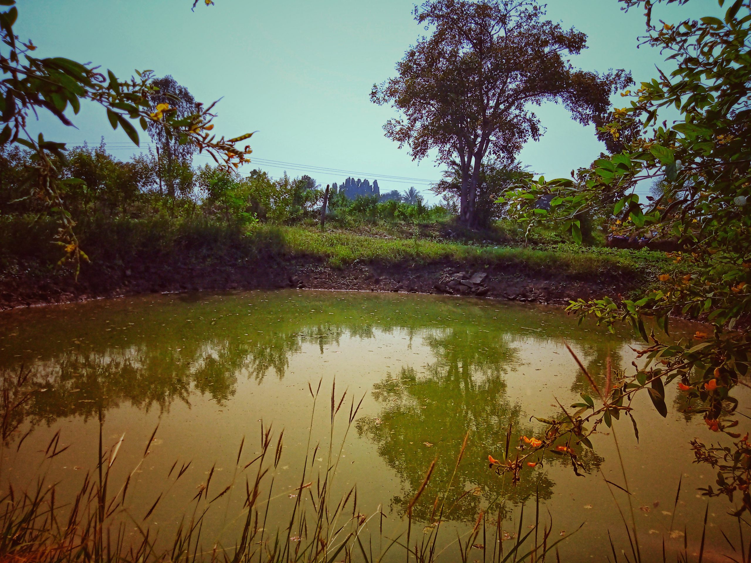 A pond