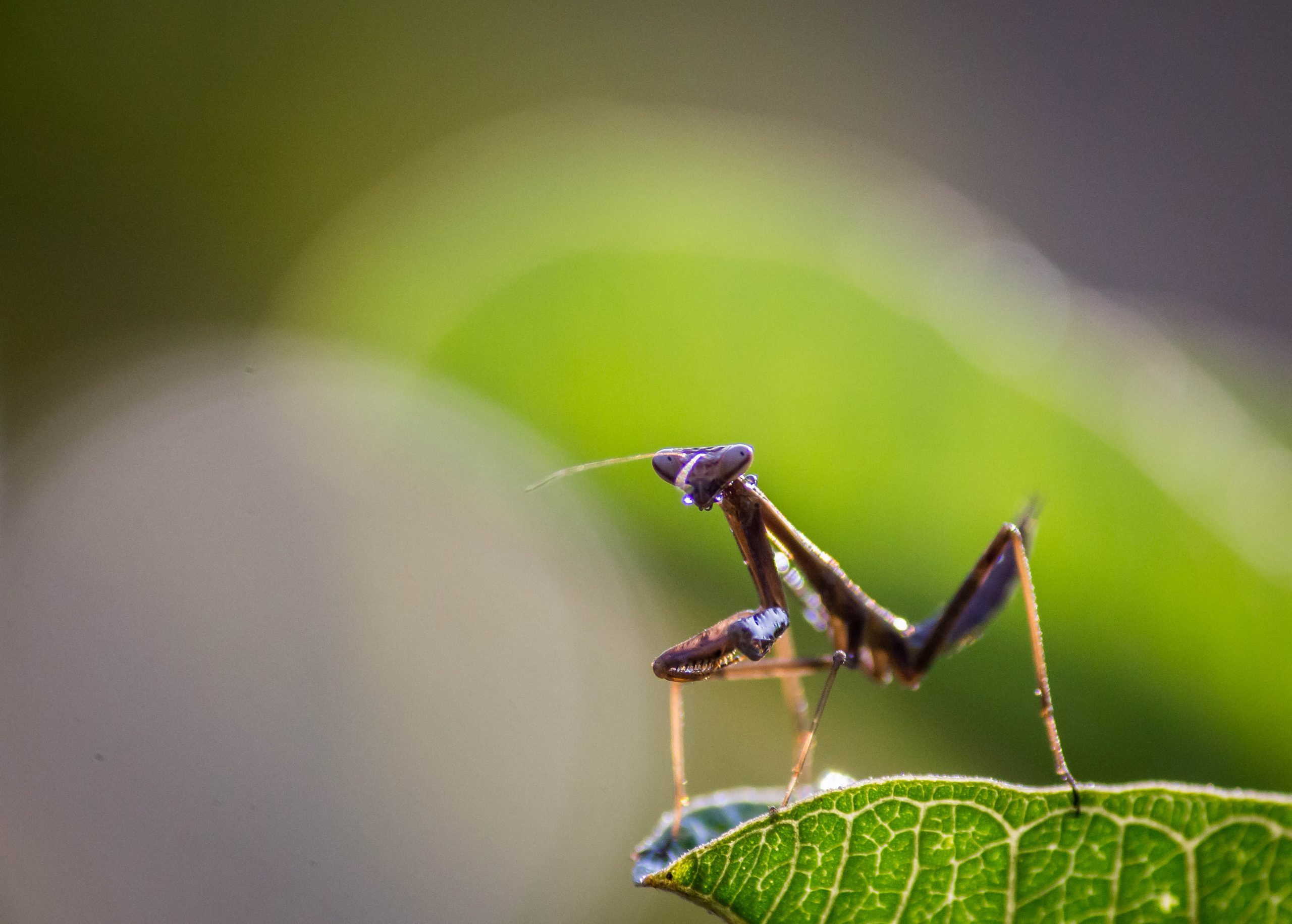 7,535 Praying Mantis Images Stock Photos, High-Res Pictures, and Images -  Getty Images