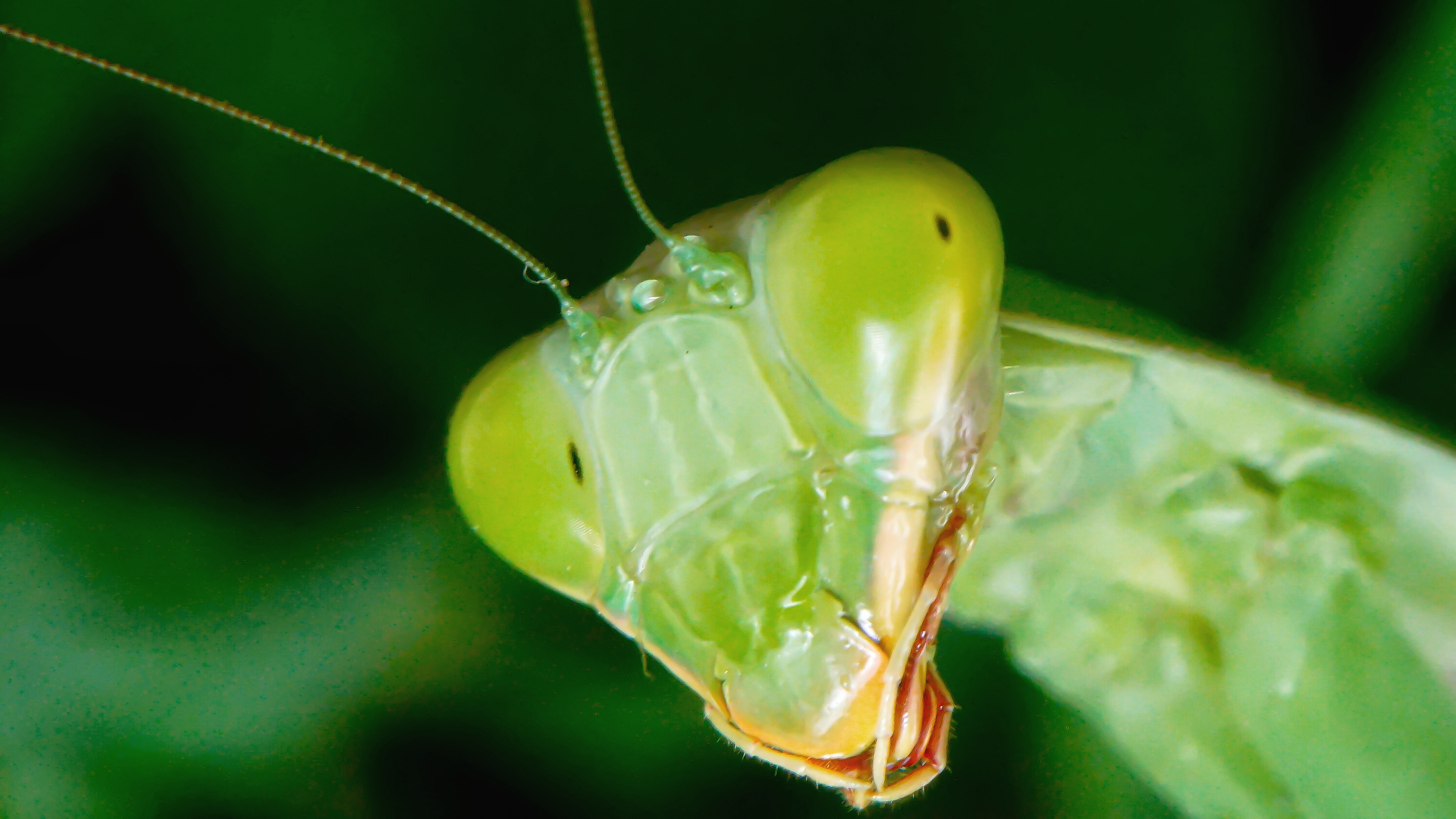 close-up of a mantis