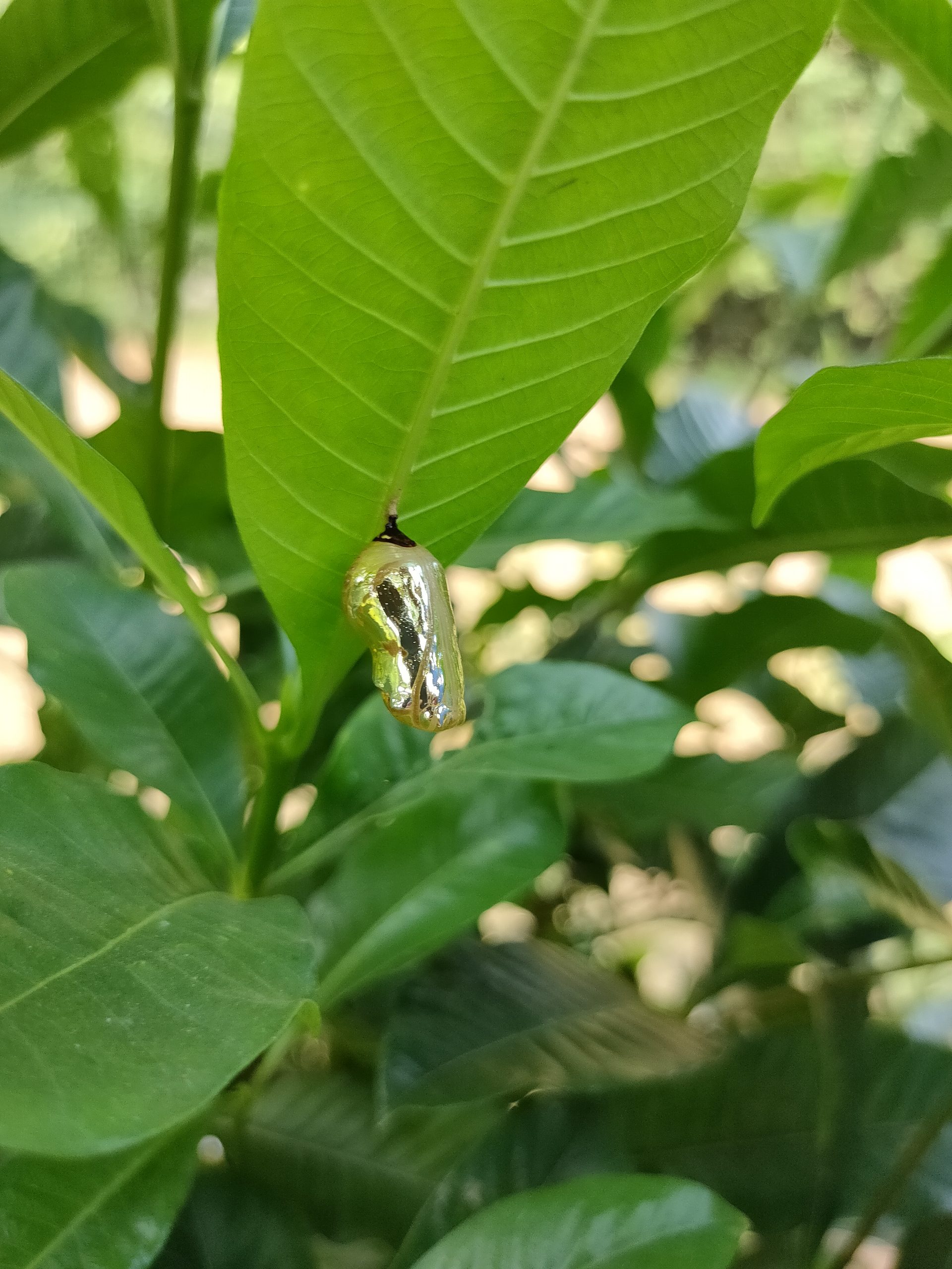 Pupa on a leaf