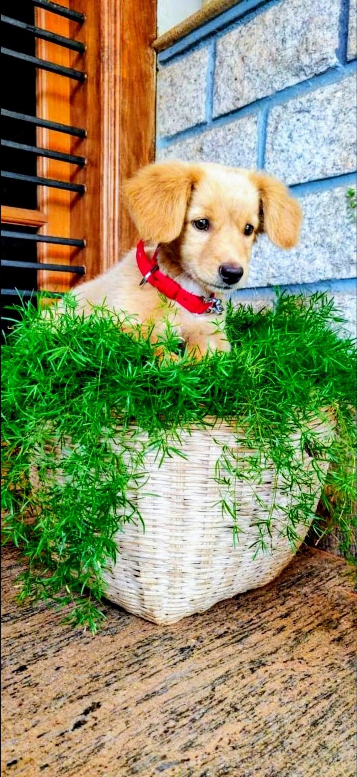 A puppy on houseplant