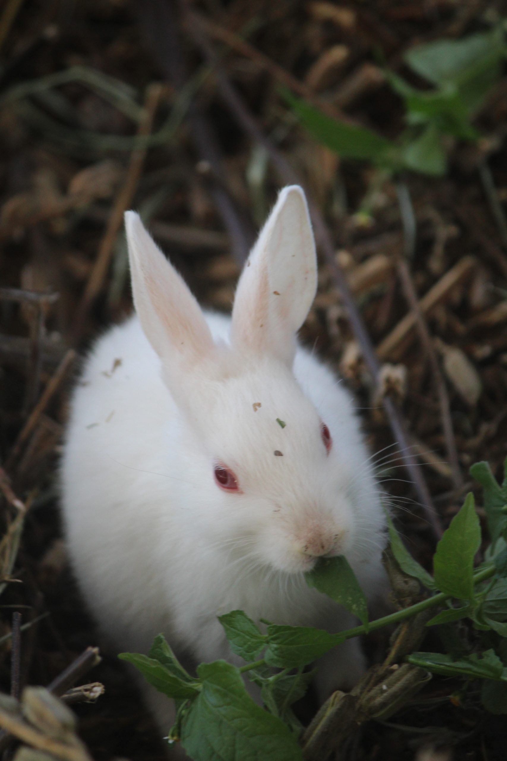 Rabbit eating grass