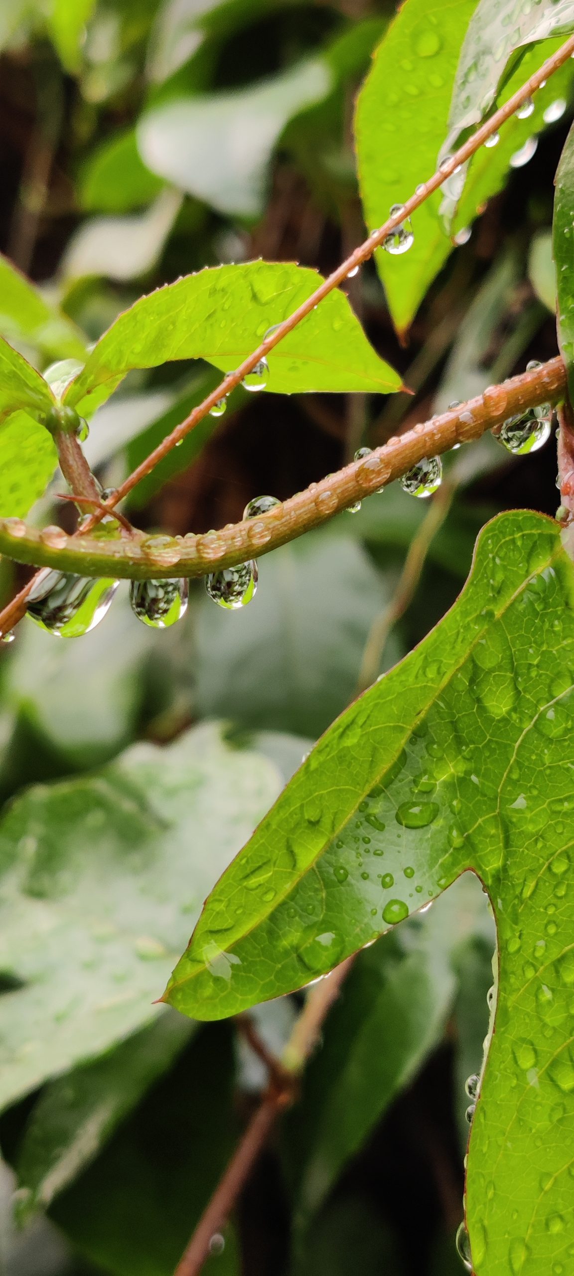 Rain drops on a plant leaves