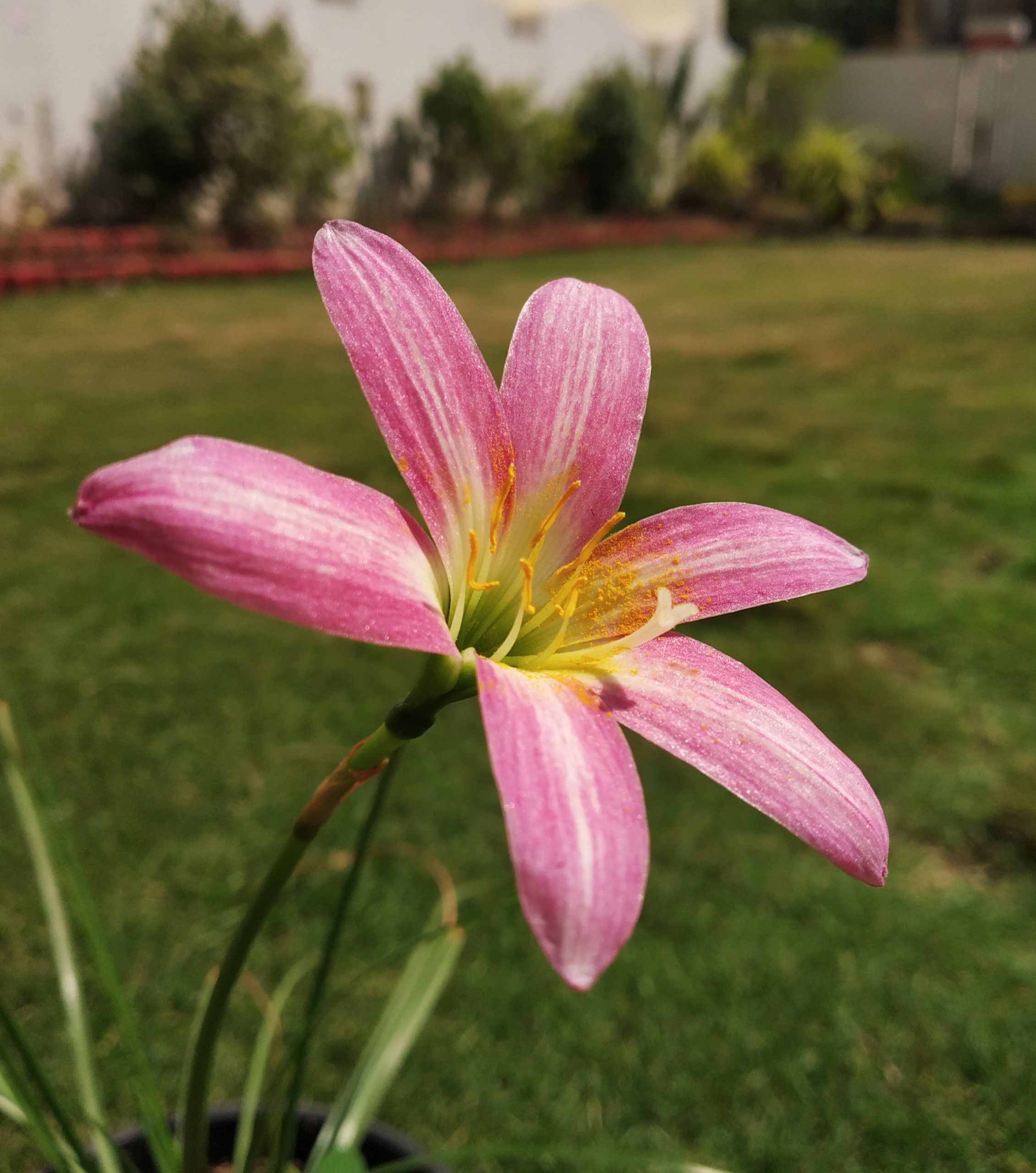Flower in a garden