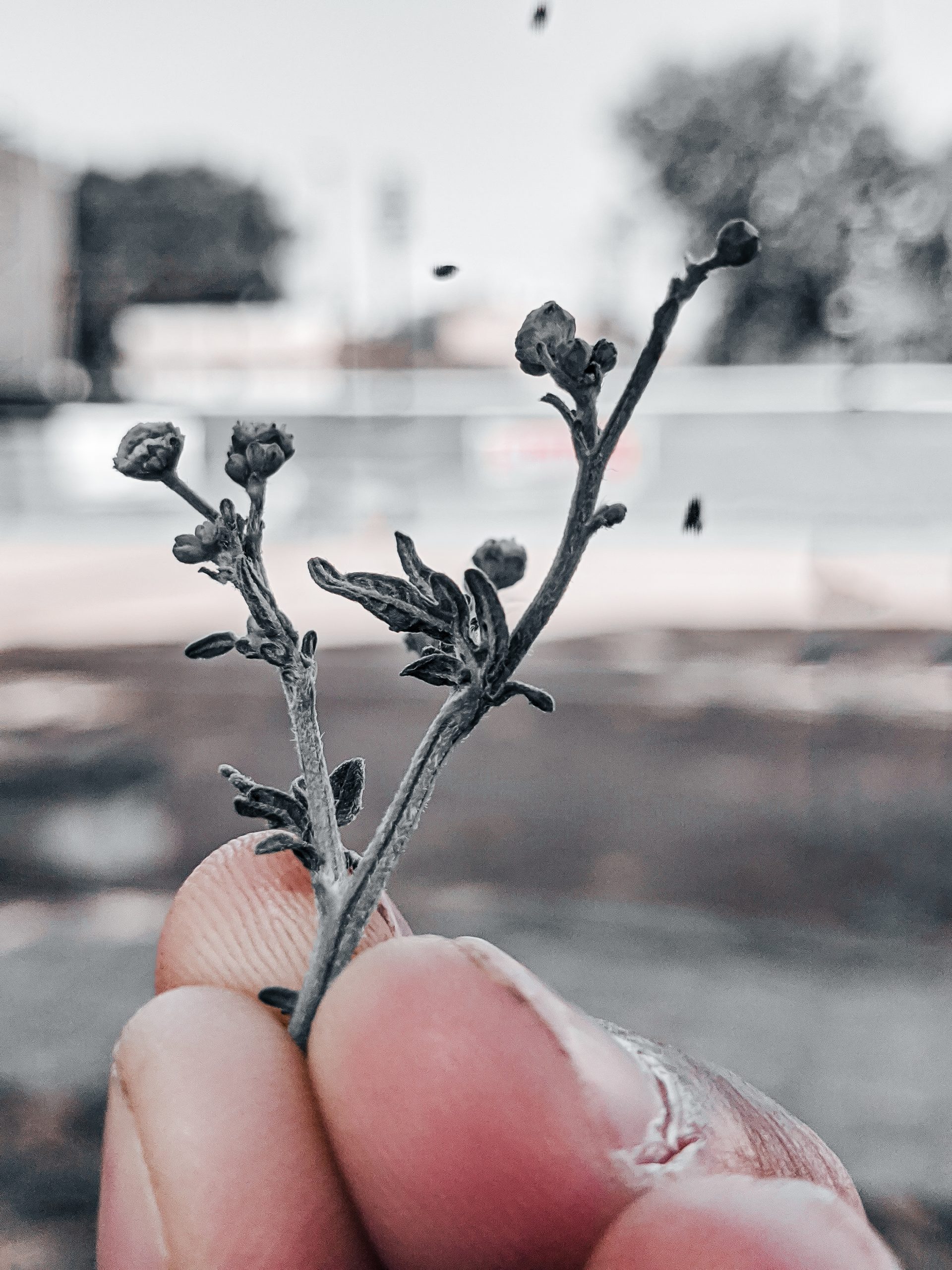 Small plant in hand