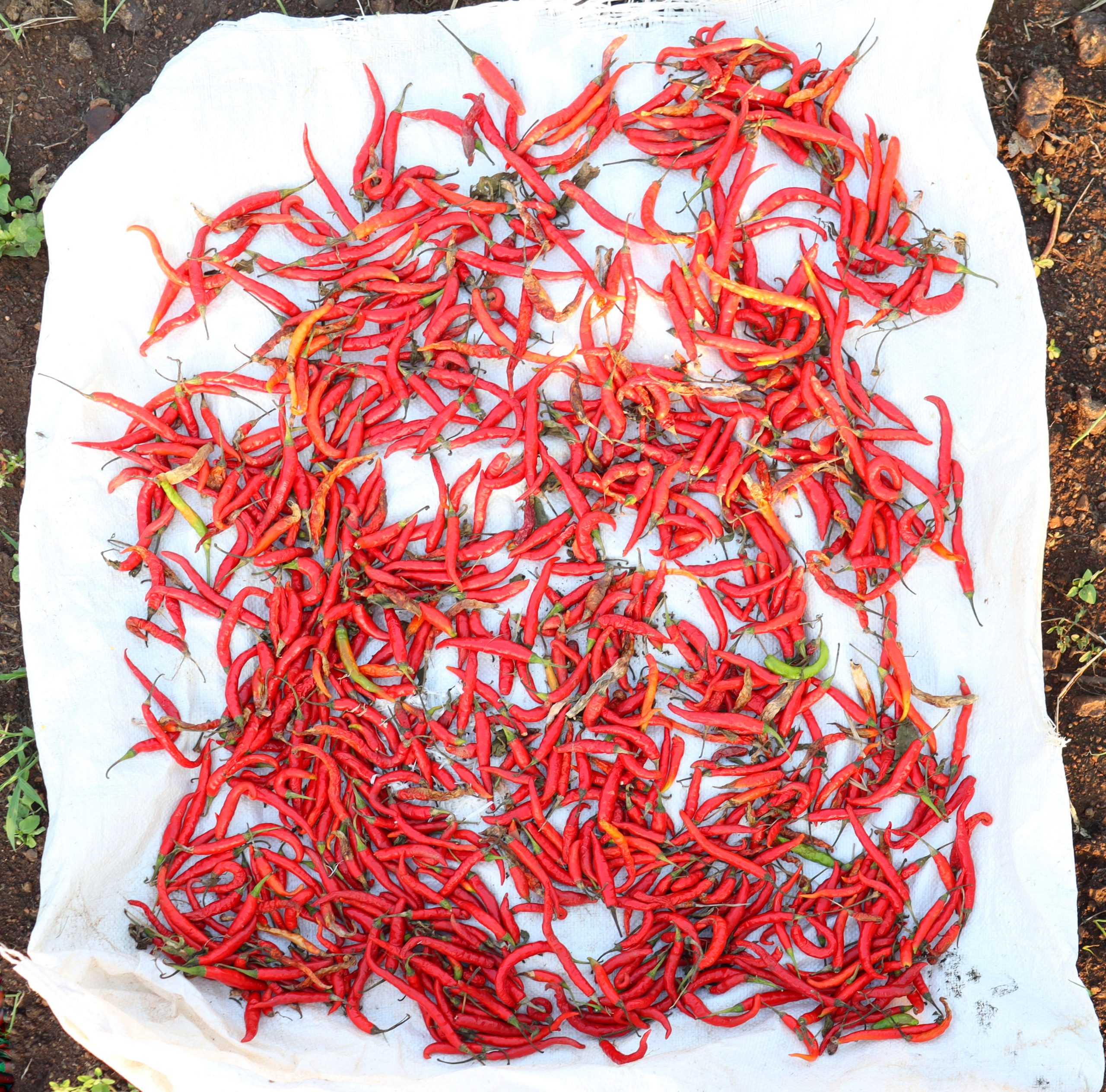 Red chilies on ground