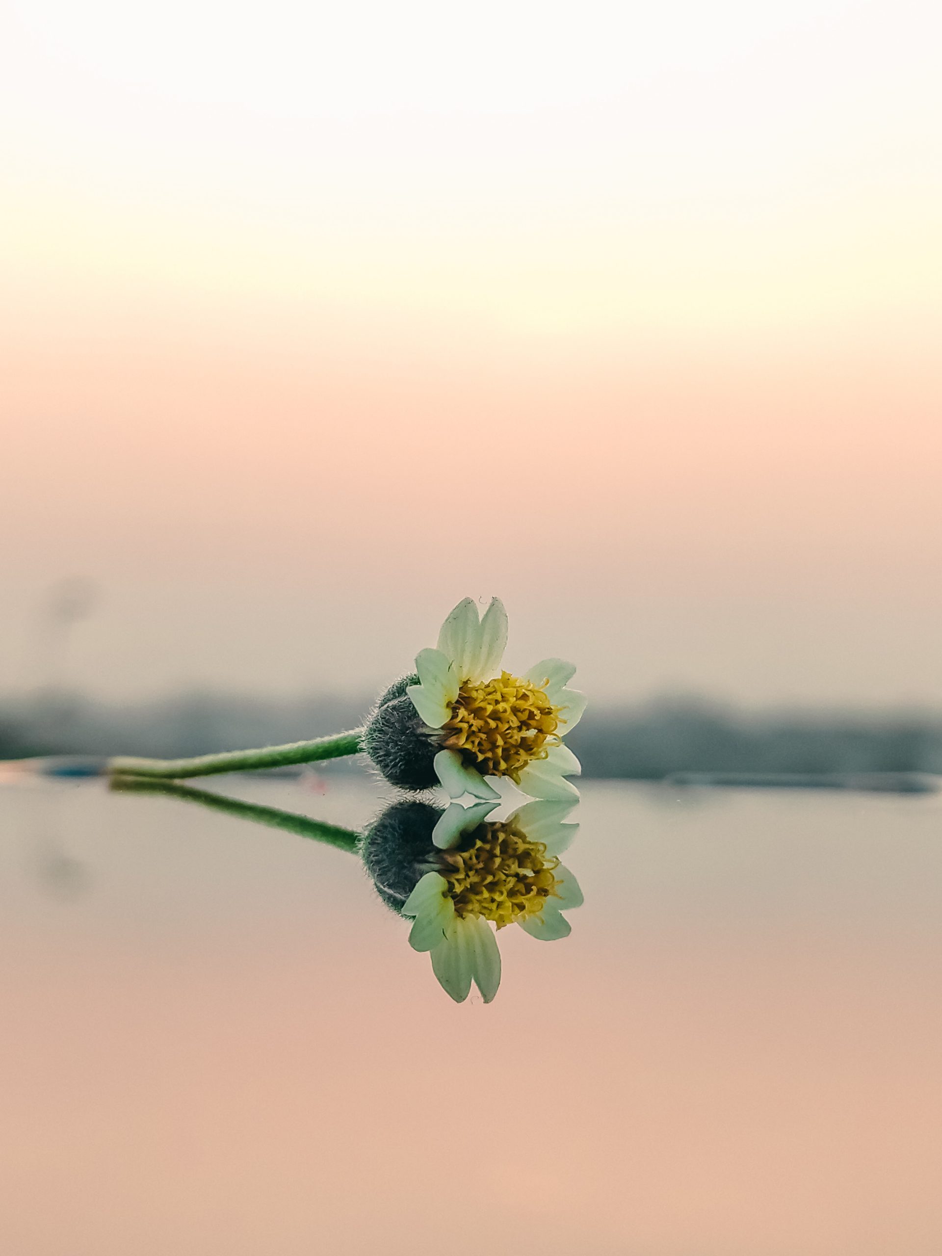 Reflection of a cut flower