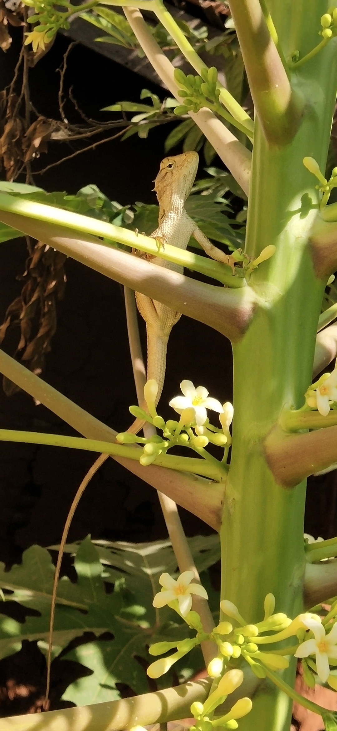 Lizard on plant stem
