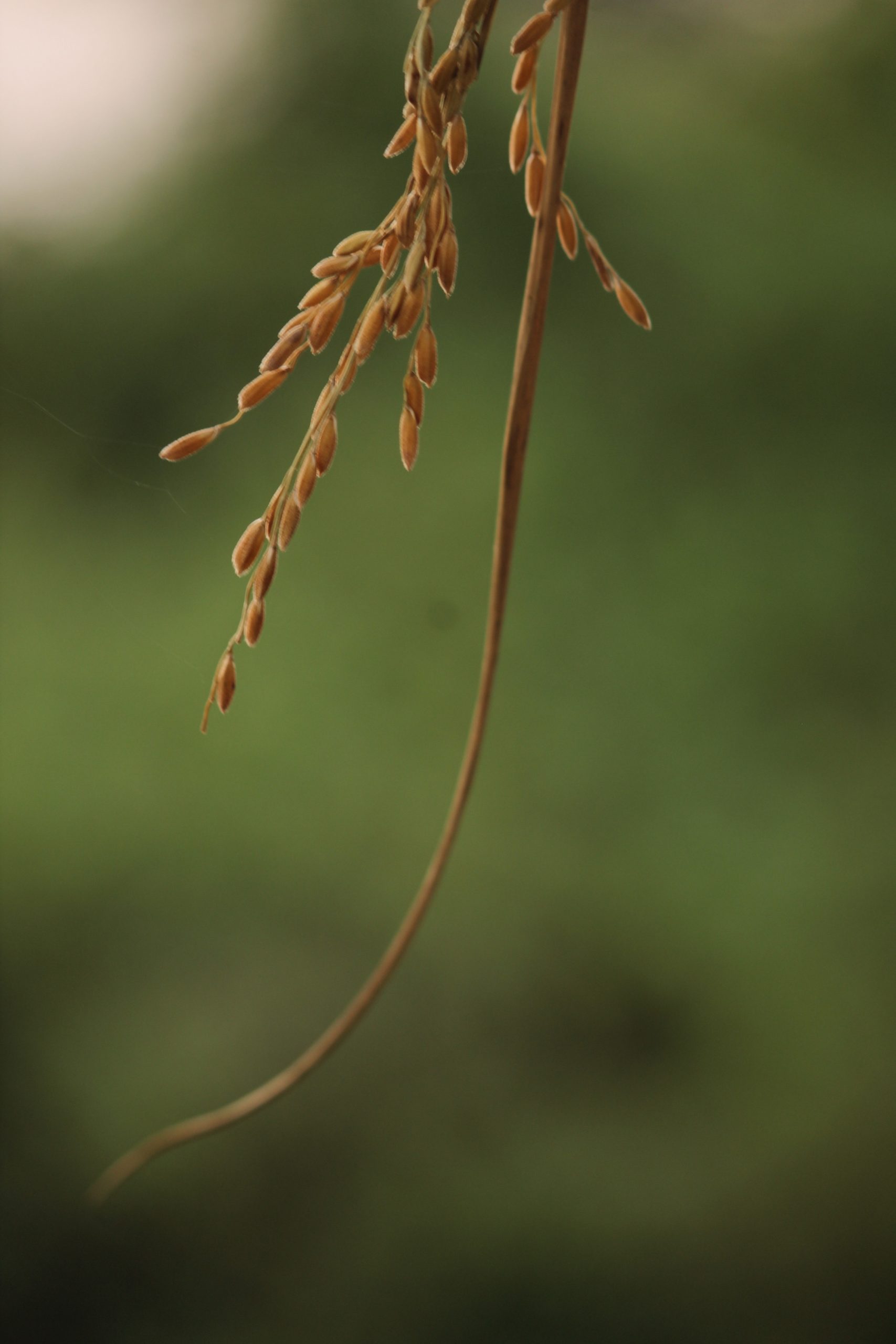Seeds of rice plant