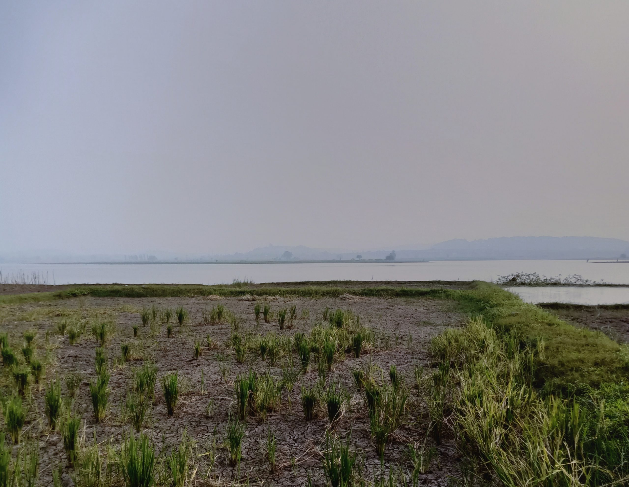 Rice plants near a beach