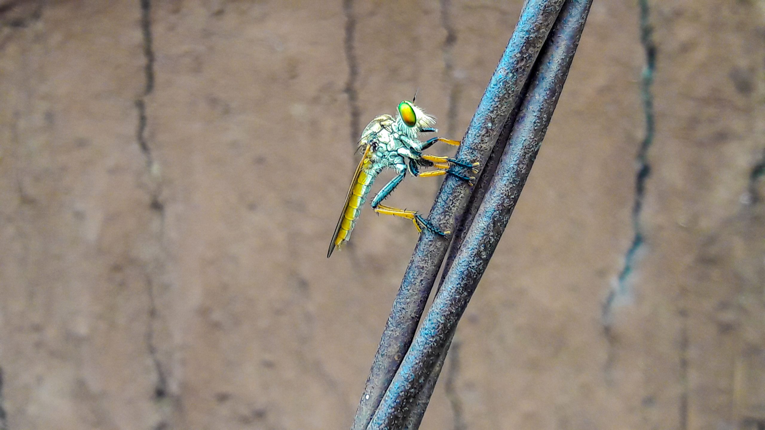 A robber fly on cable wire
