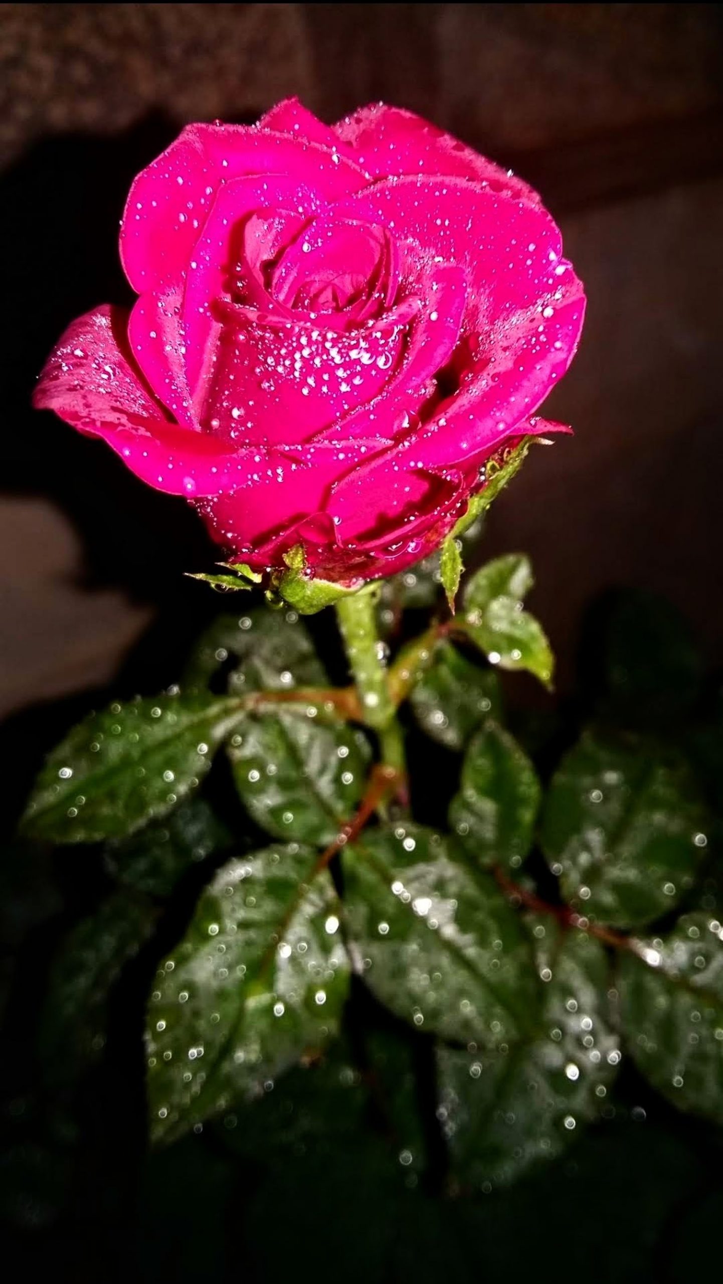 Water droplet on rose