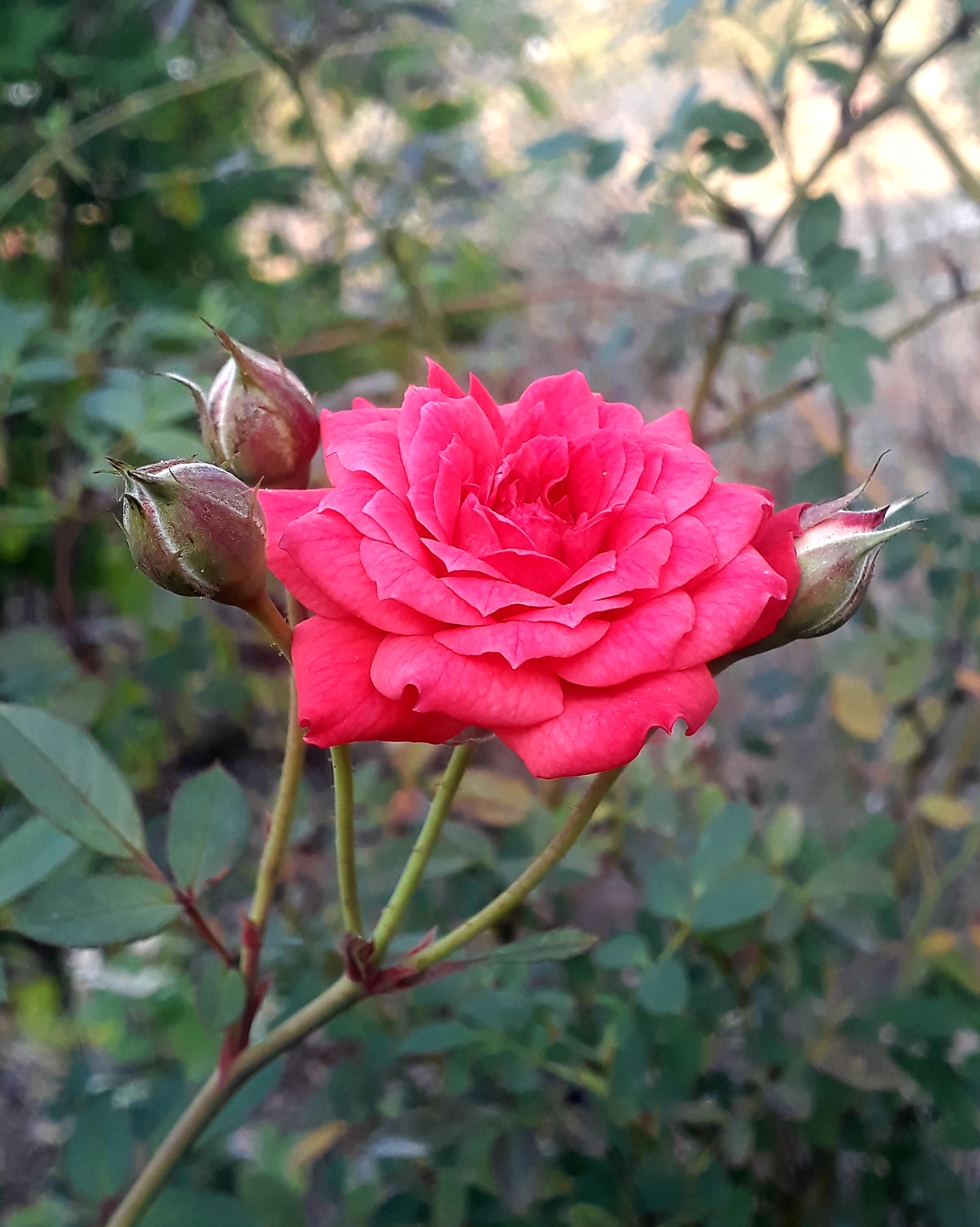 Rose flower on plant