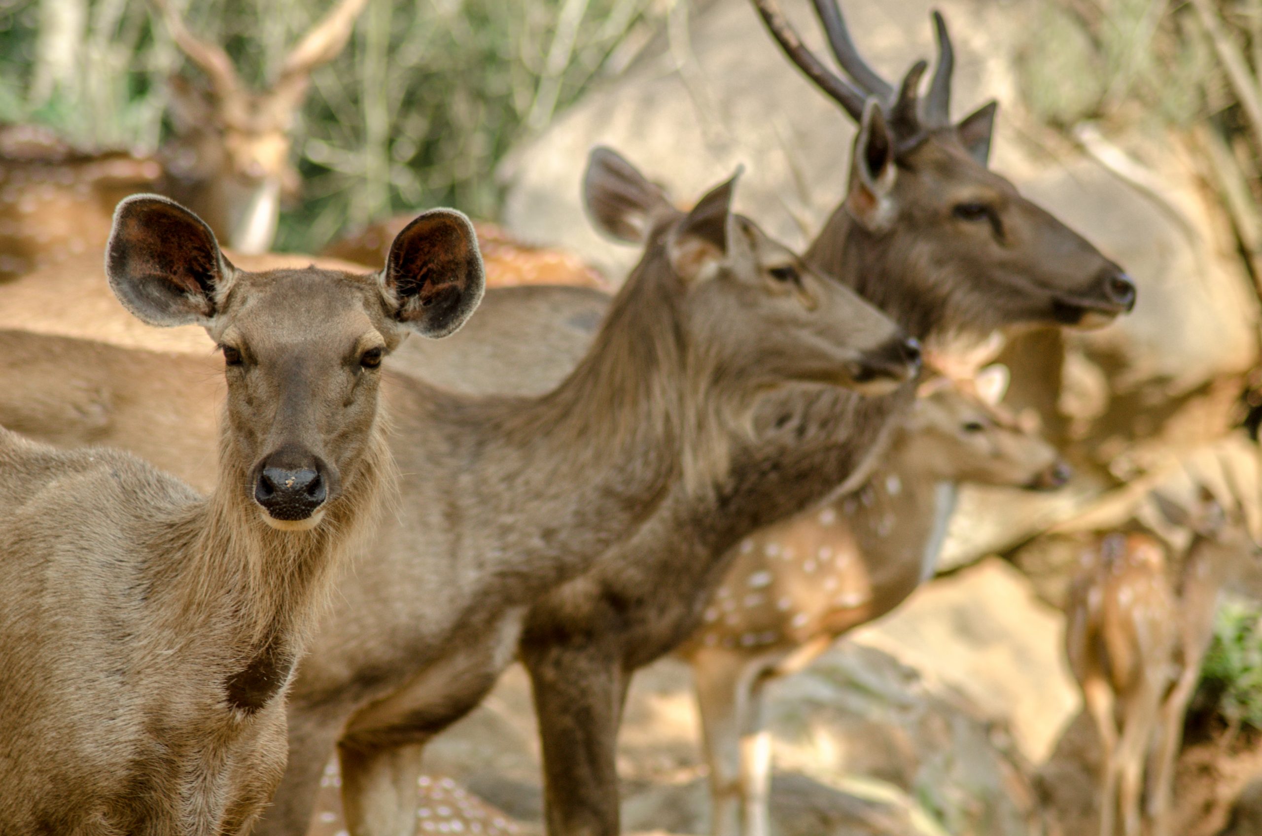 Sambhar Deers at Bannerghatta Biological park
