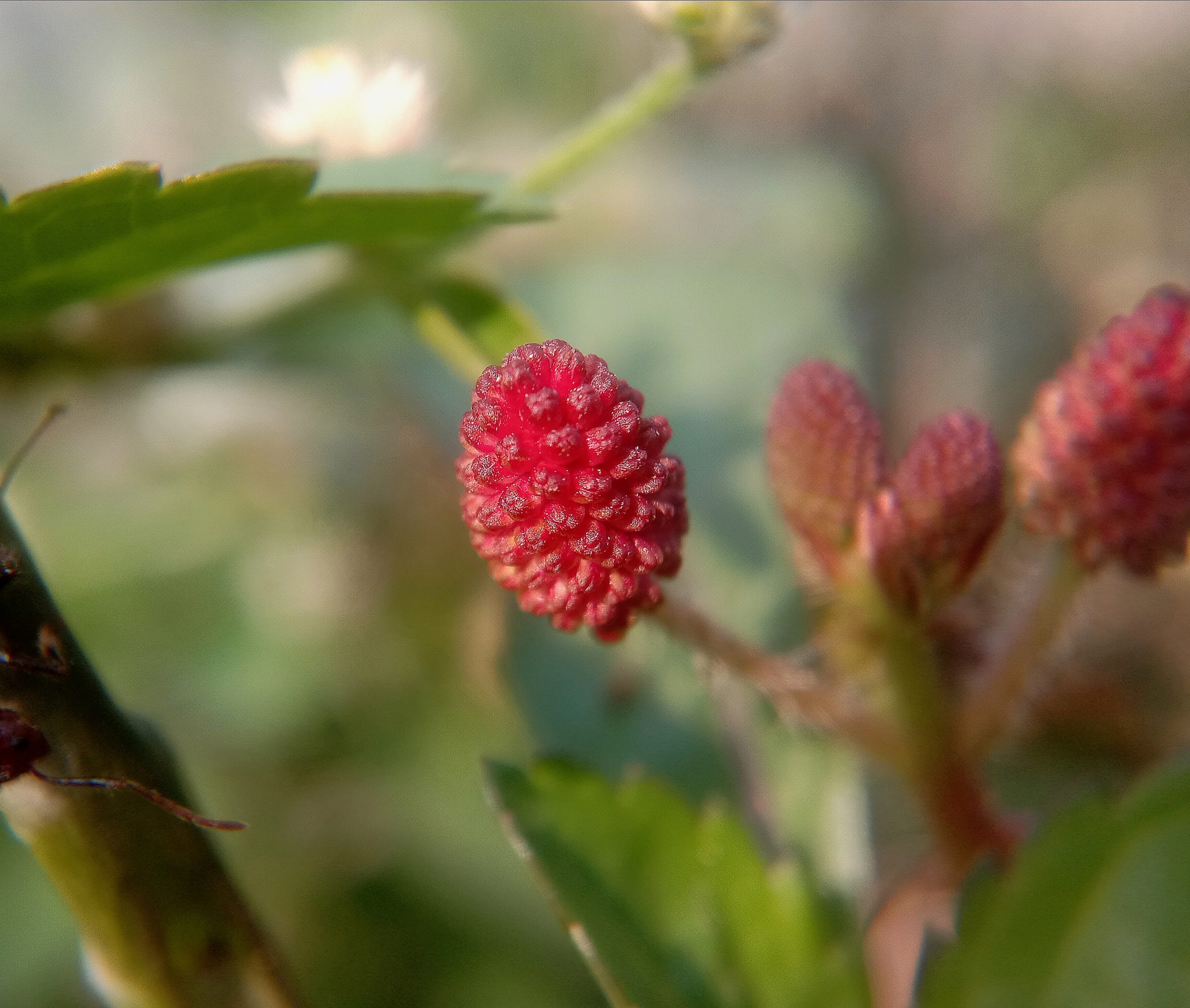 Flower blossom