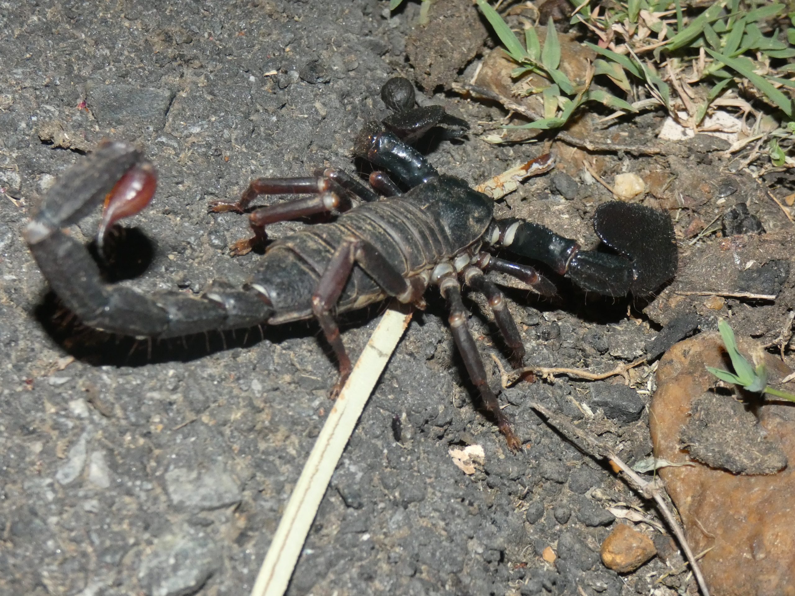 Scorpion on road