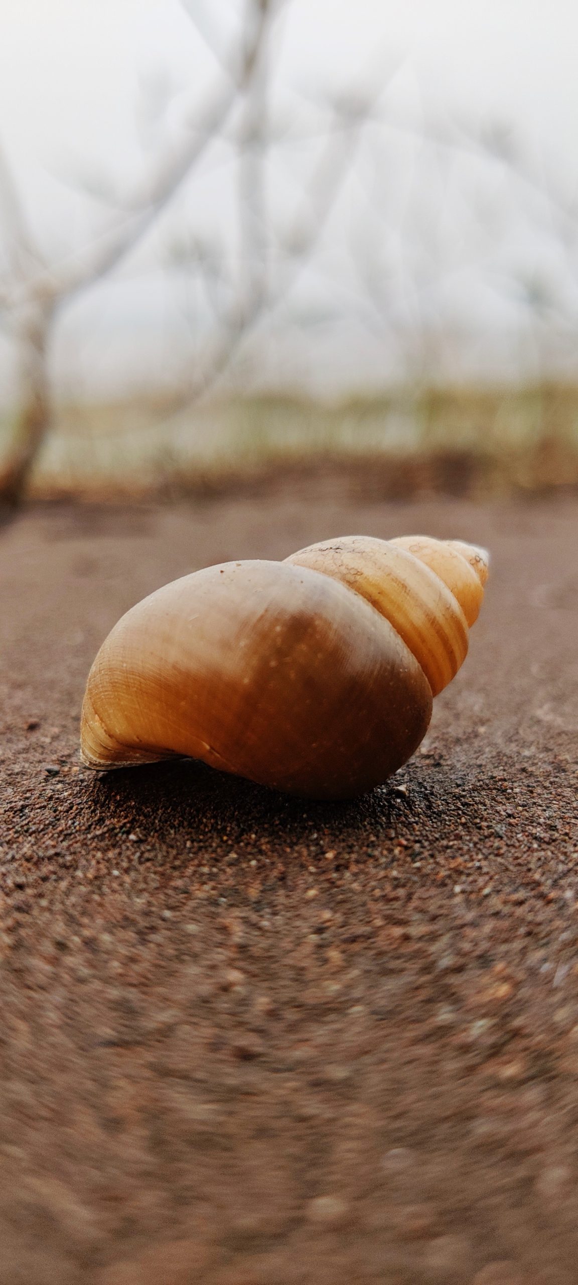 A sea shell