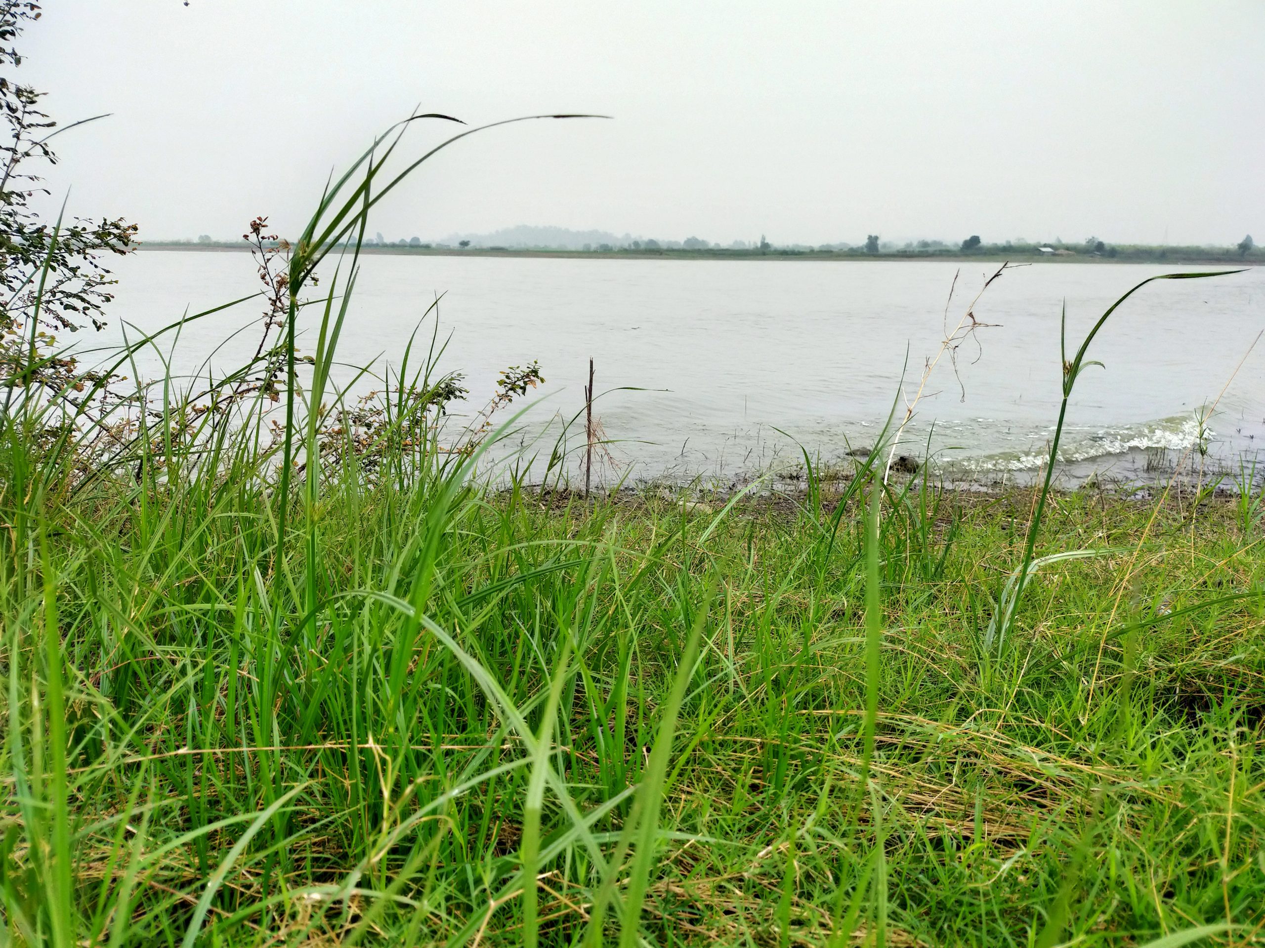 Grass at a riverbank