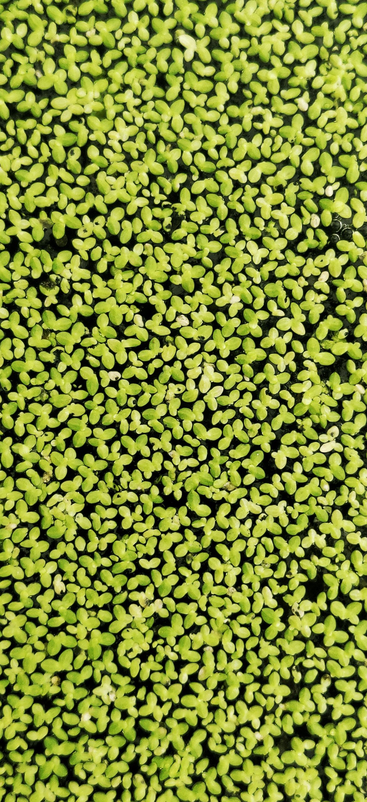 Seeds arranged in a pattern