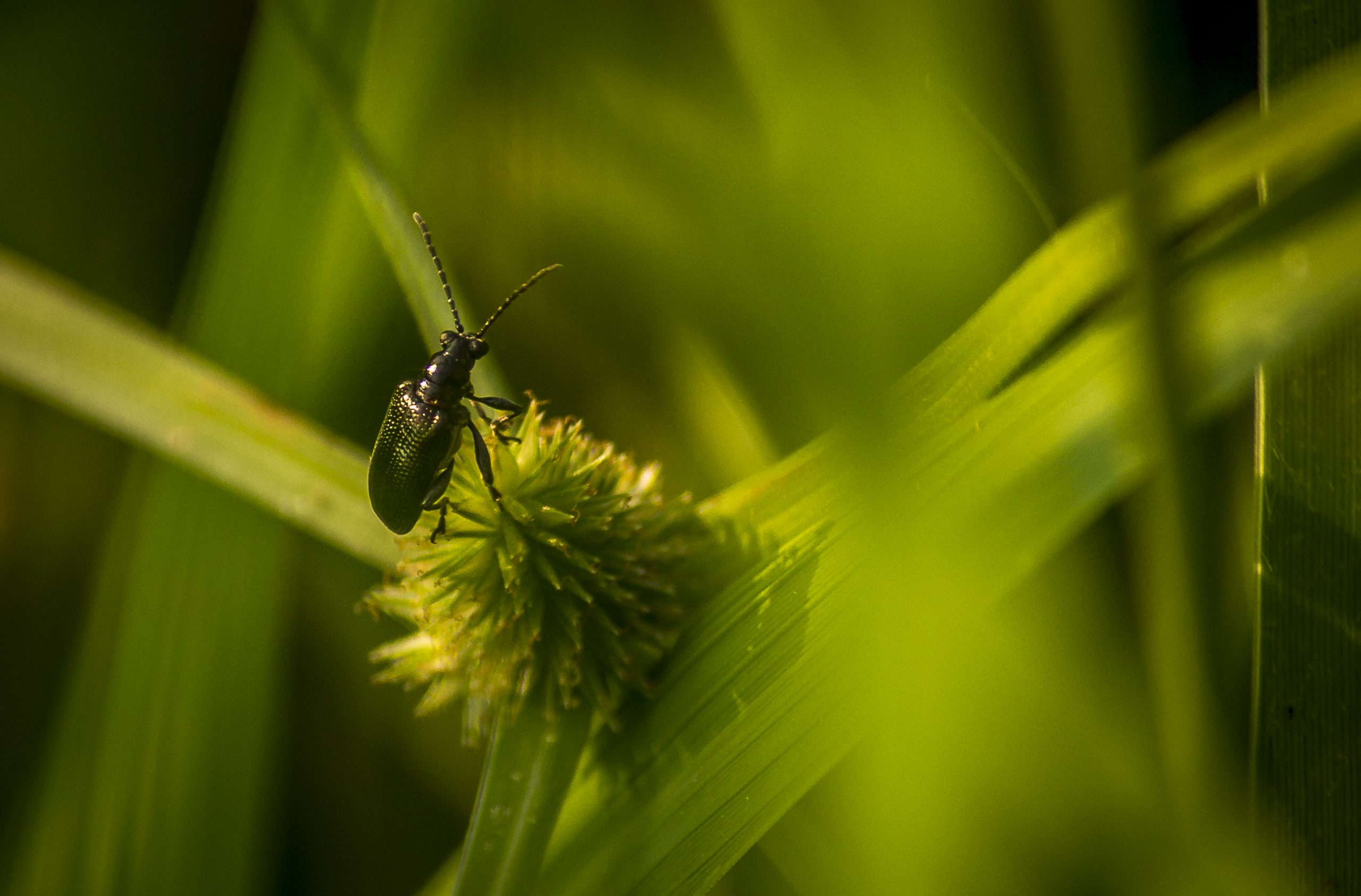 Shield Bug on a Twig