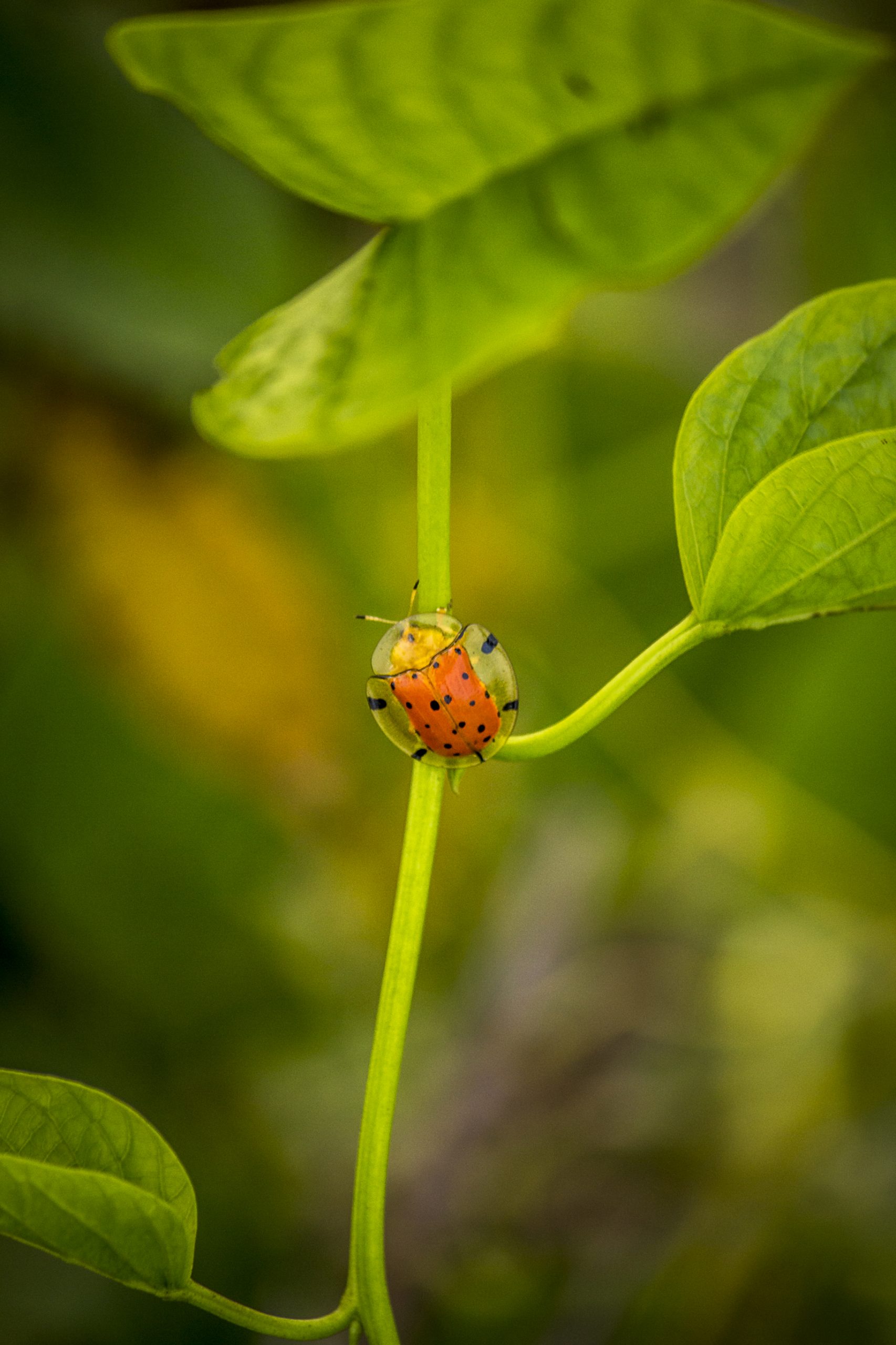 Shield bug on a plant