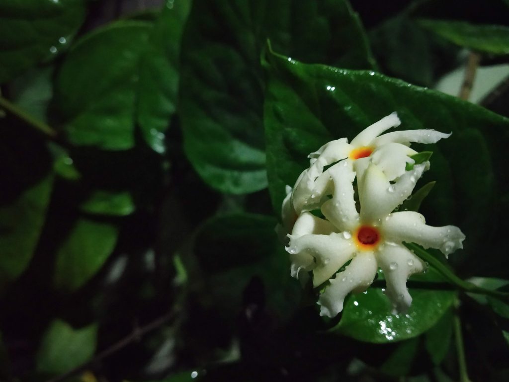 Shiuli flower - PixaHive