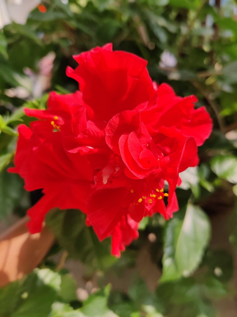 Shoe Flower PixaHive